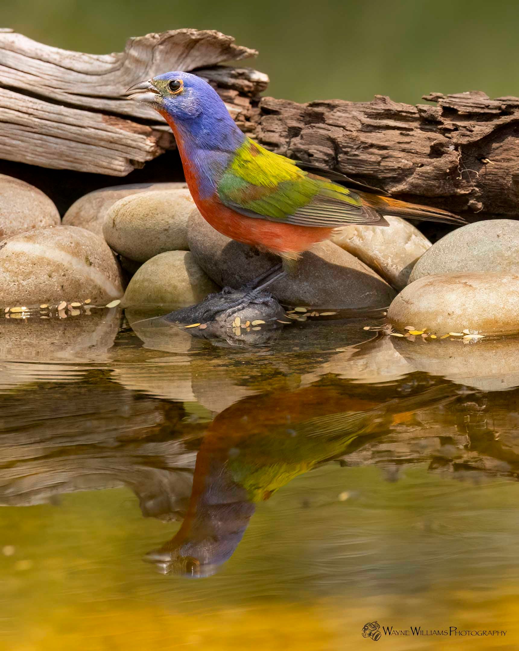 A colorful bird is perched on a rock in a pond.