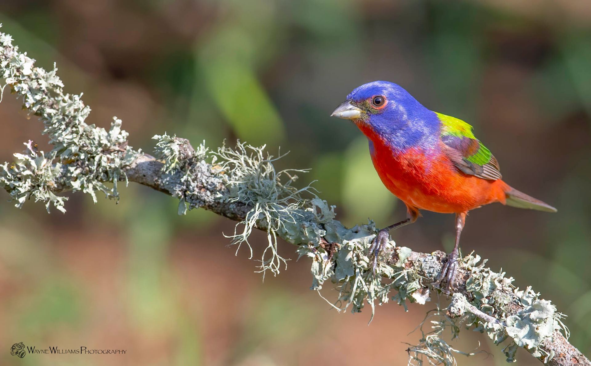 A colorful bird perched on a branch with moss.