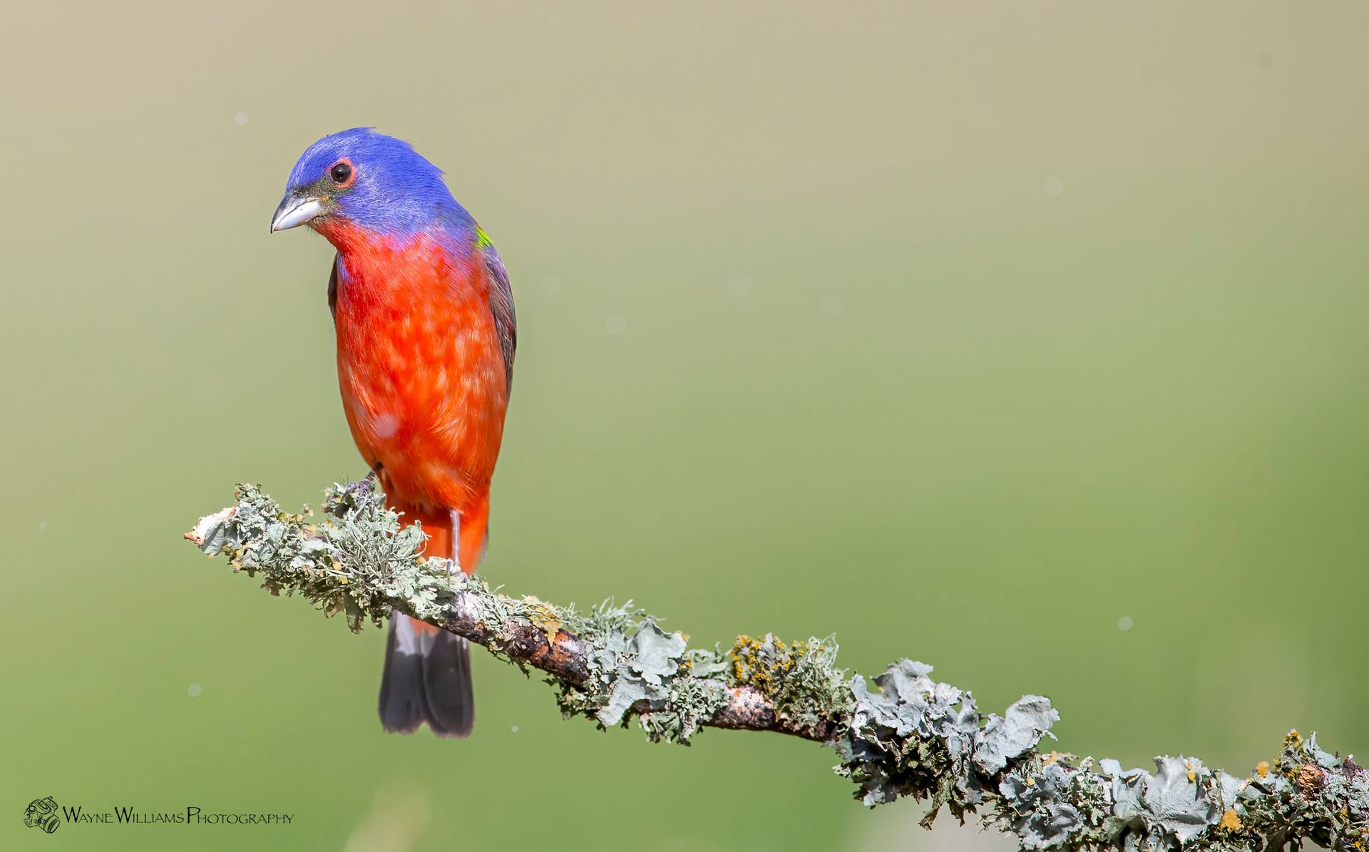 A colorful bird perched on a tree branch.