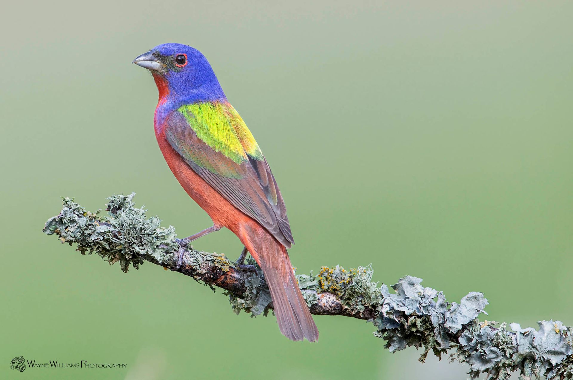 A colorful bird perched on a tree branch.