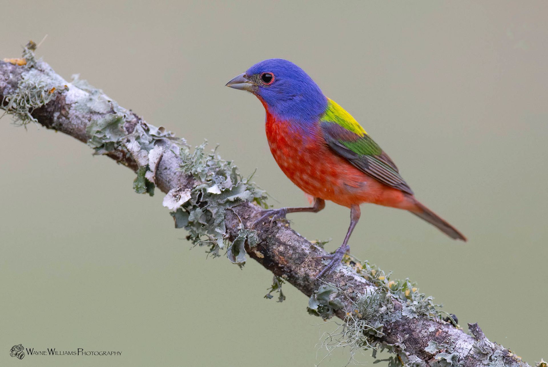 A colorful bird perched on a tree branch.