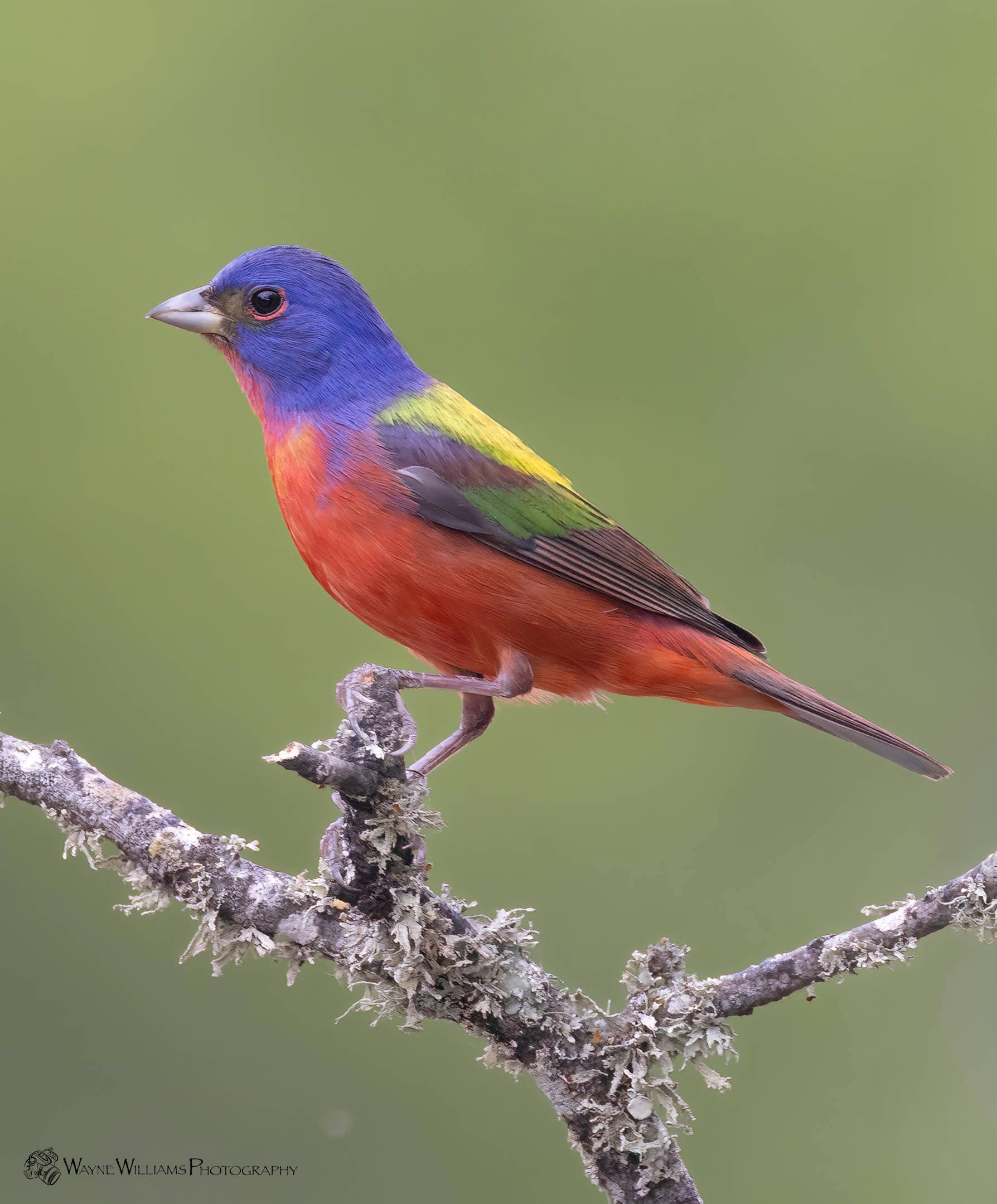 A colorful bird perched on a tree branch.