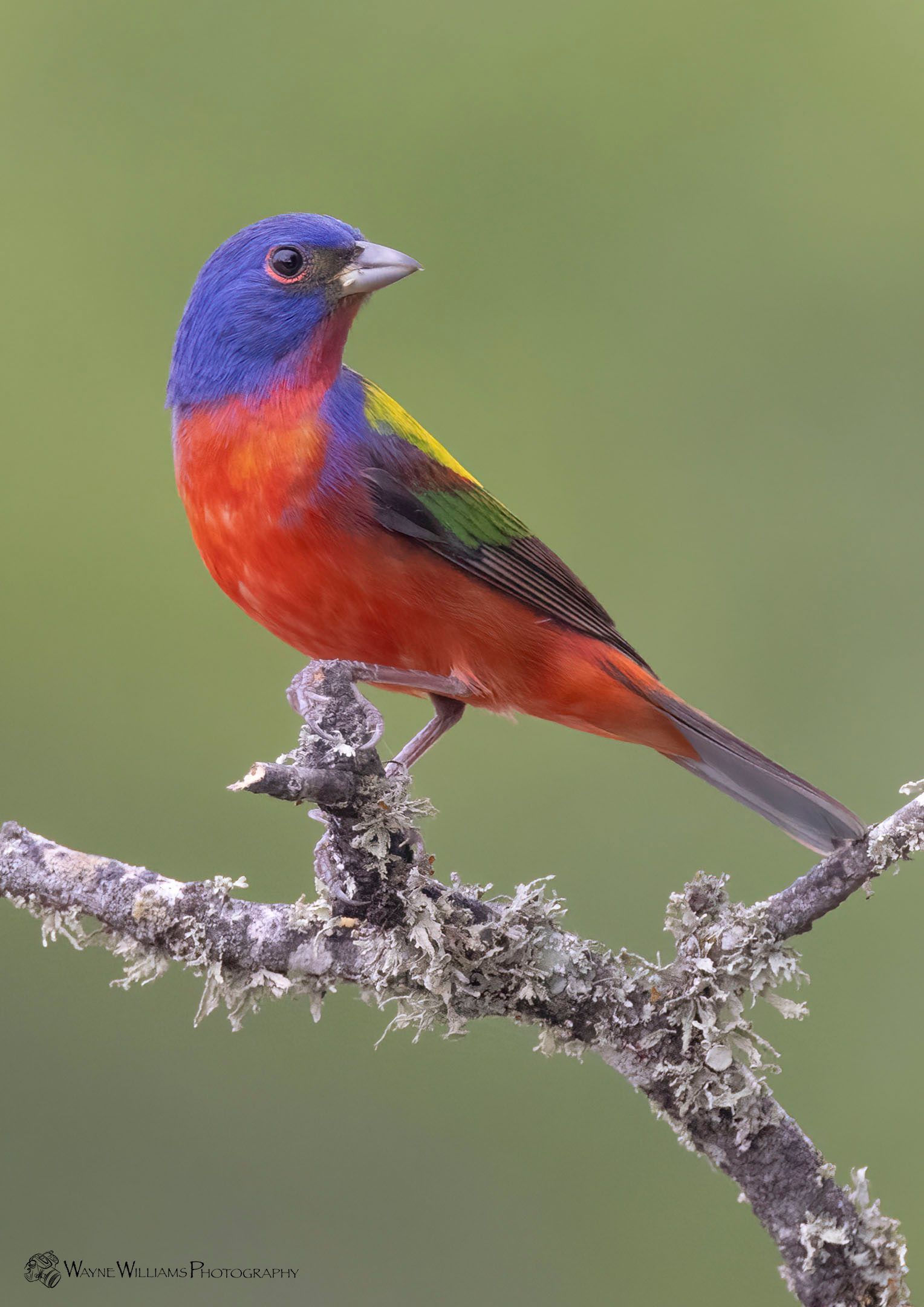 A colorful bird perched on a tree branch.