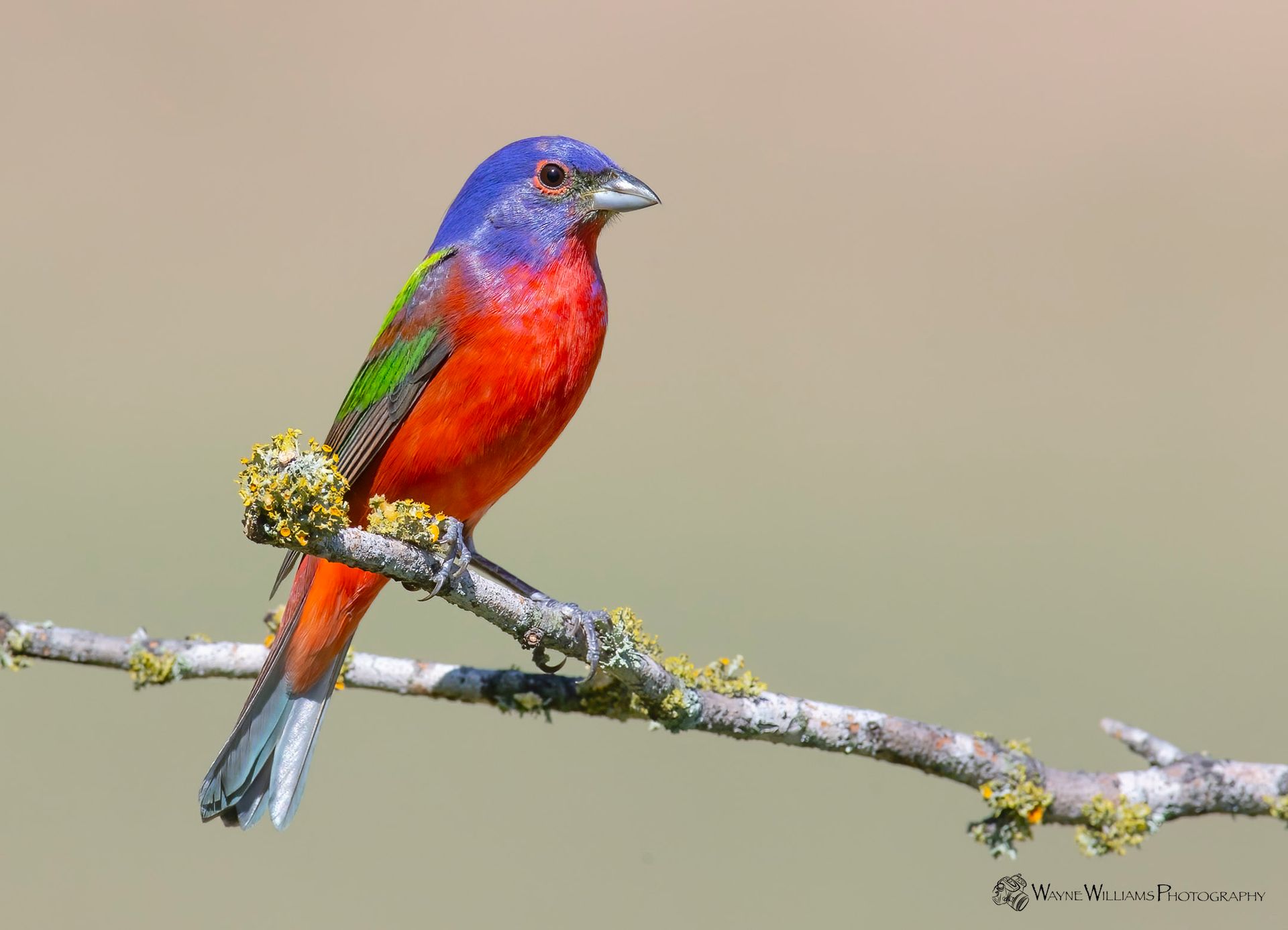 A colorful bird perched on a tree branch.