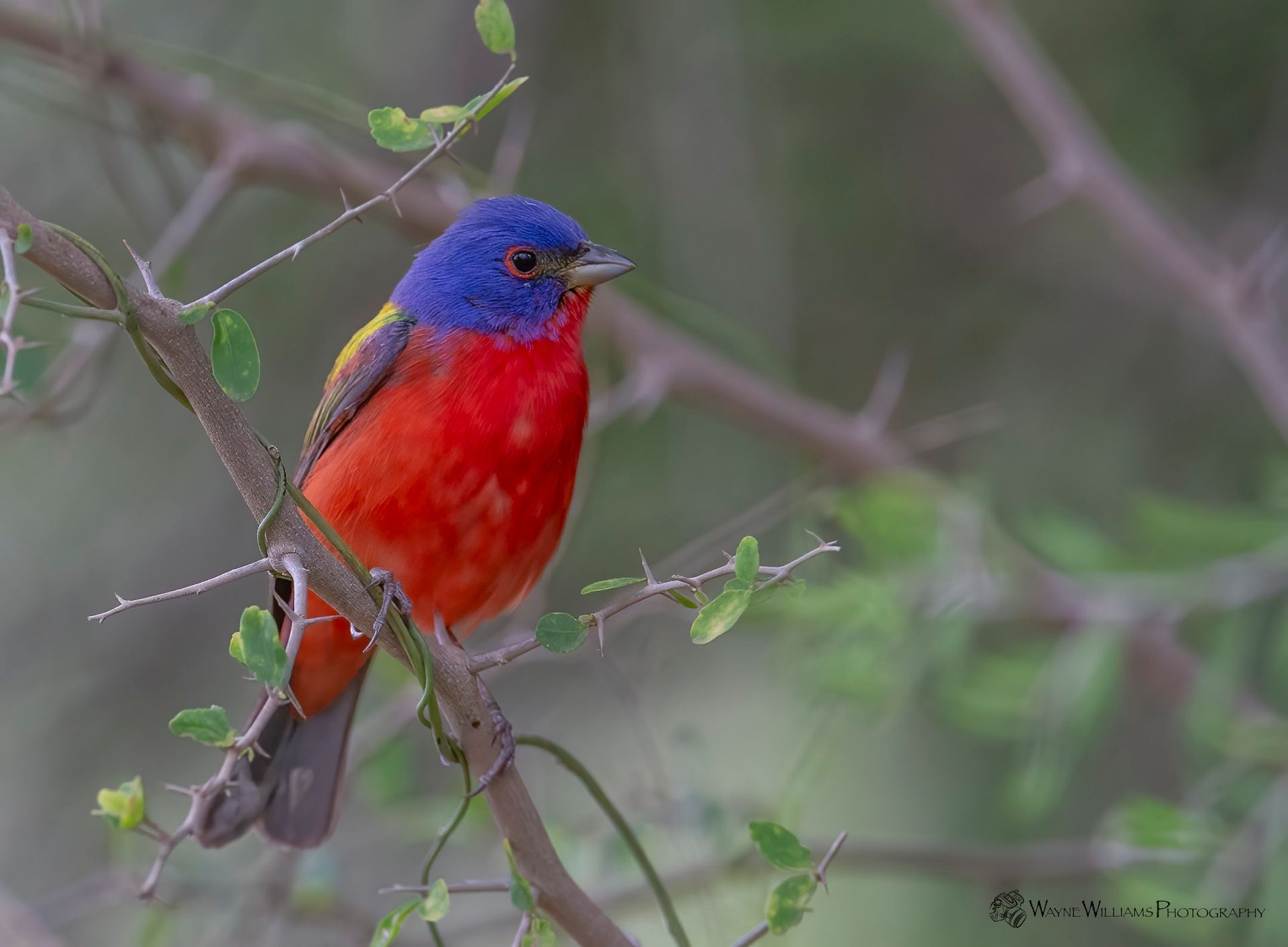 A colorful bird perched on a tree branch.