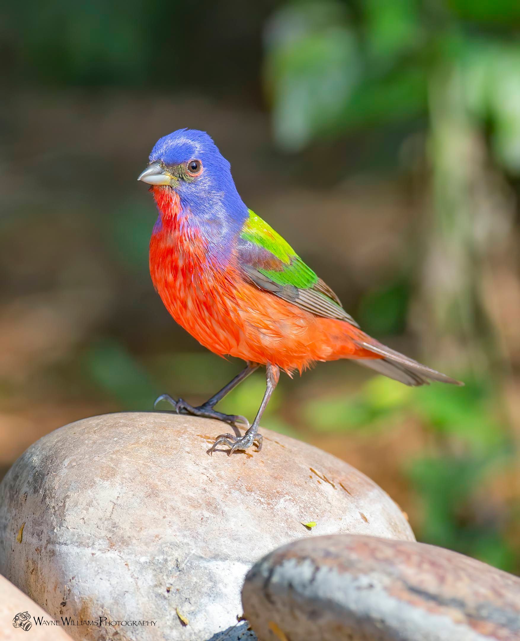 A colorful bird is perched on a rock.