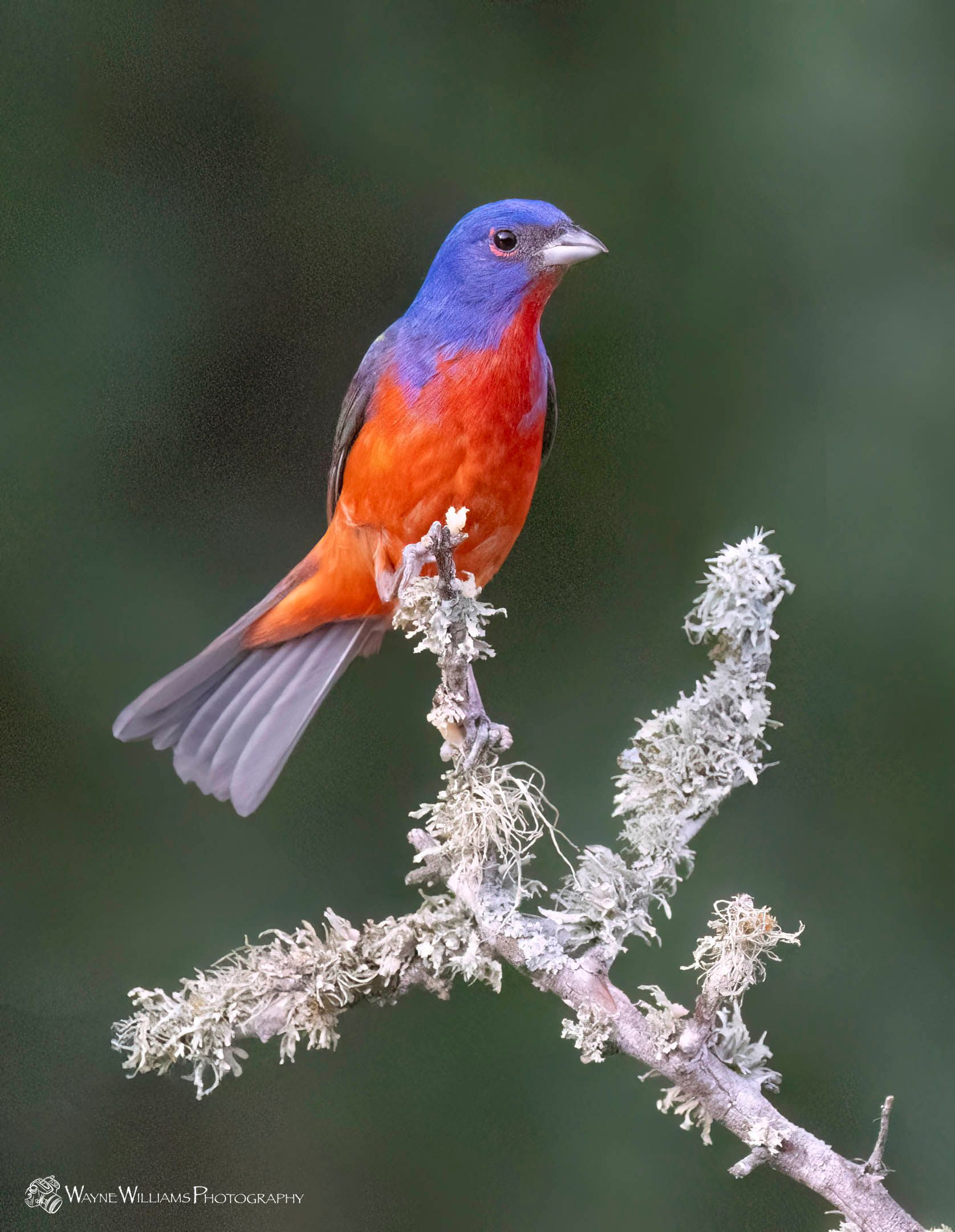 A blue and orange bird perched on a branch