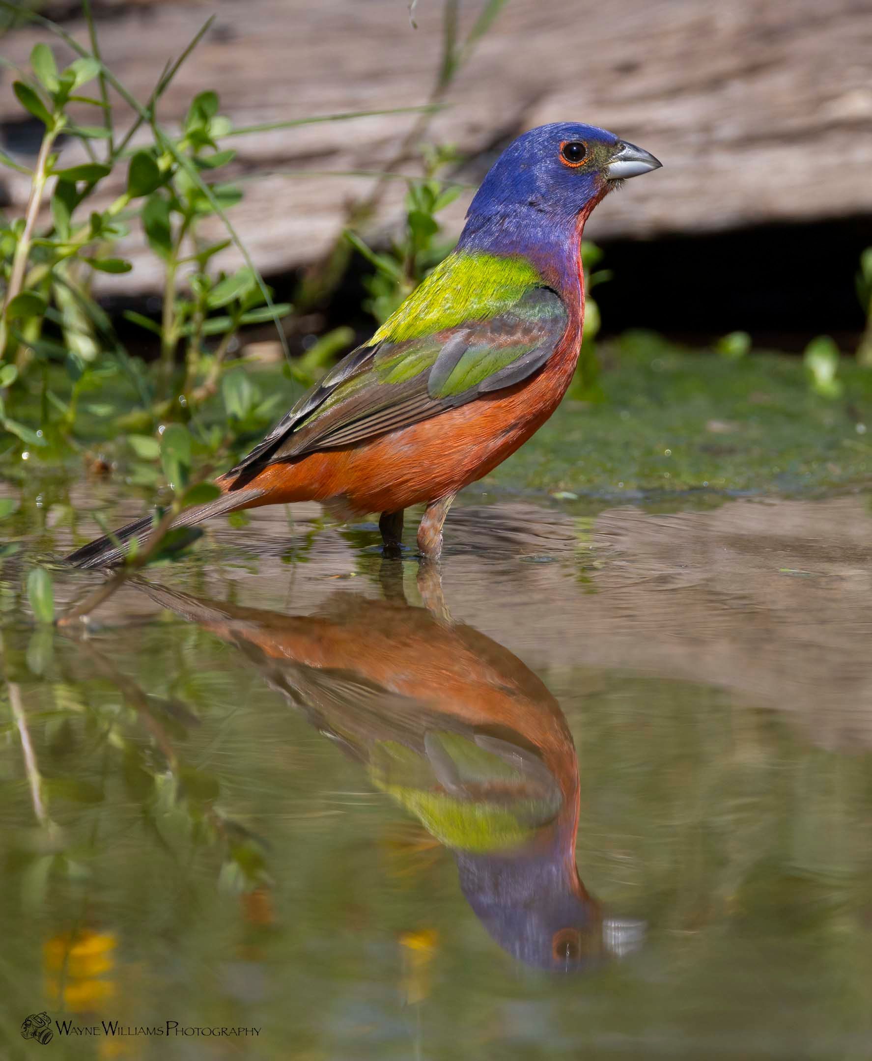 A colorful bird is standing in a pond with its reflection in the water.