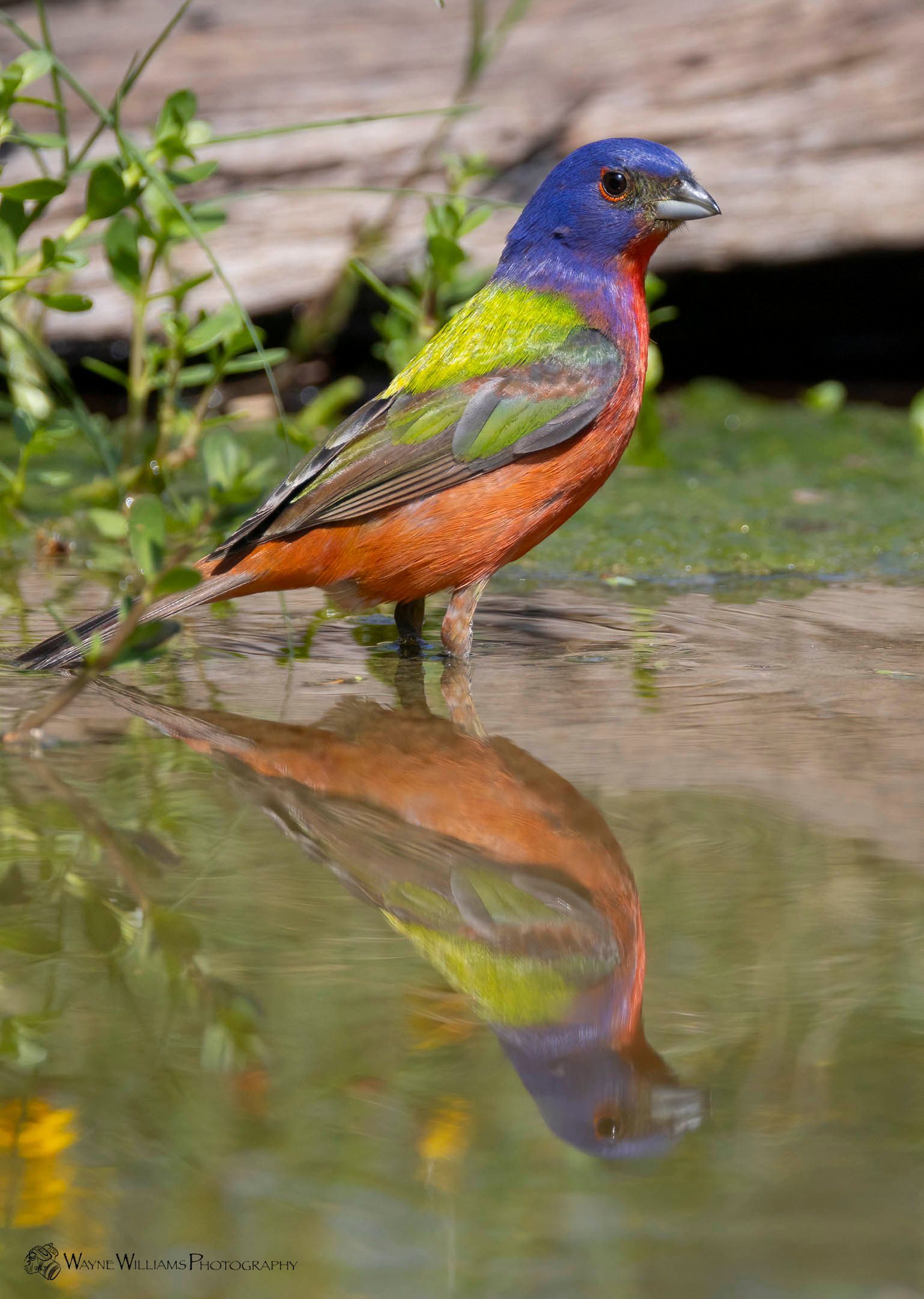 A colorful bird is standing in the water and its reflection is in the water.