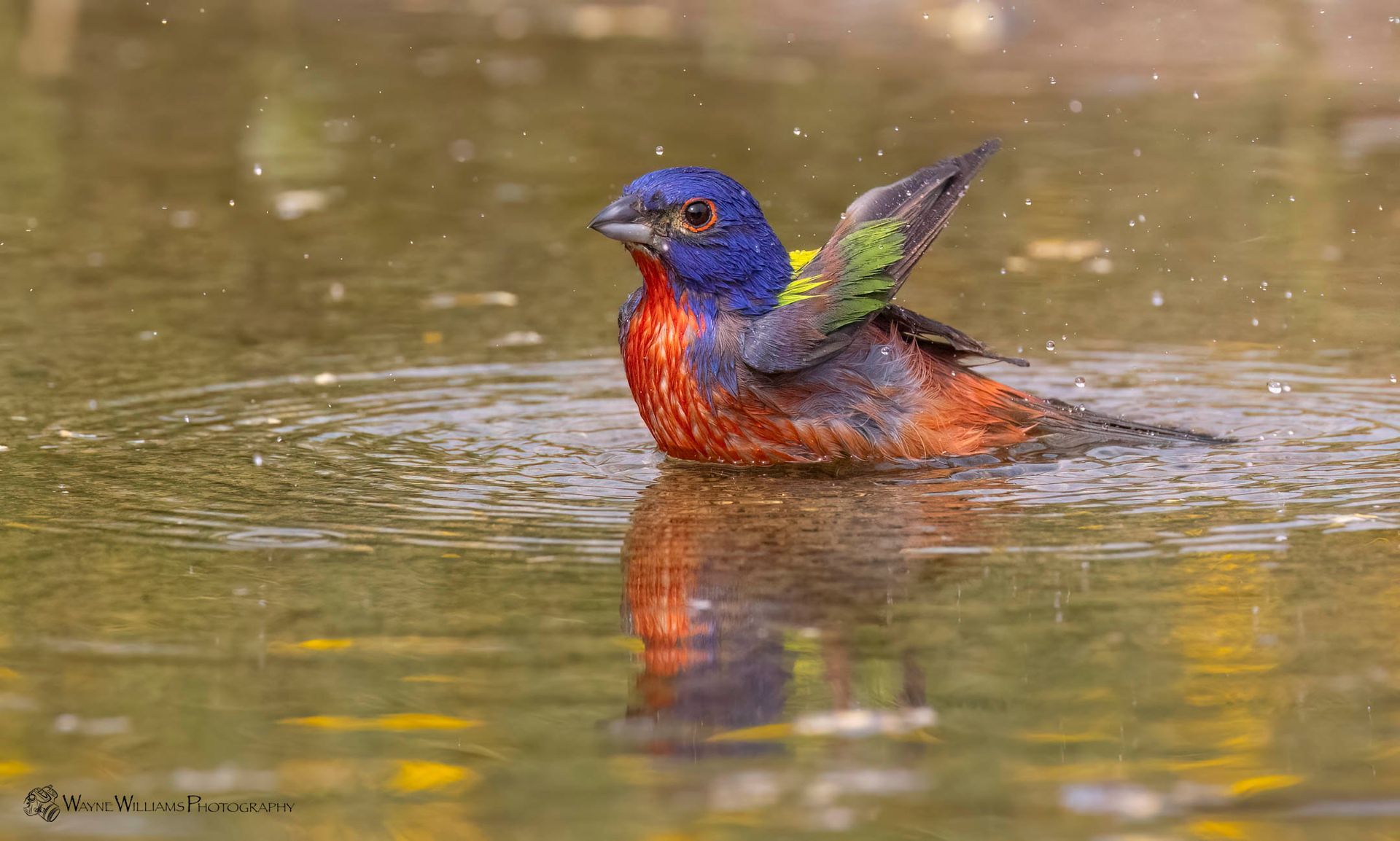 A colorful bird is swimming in a pond.