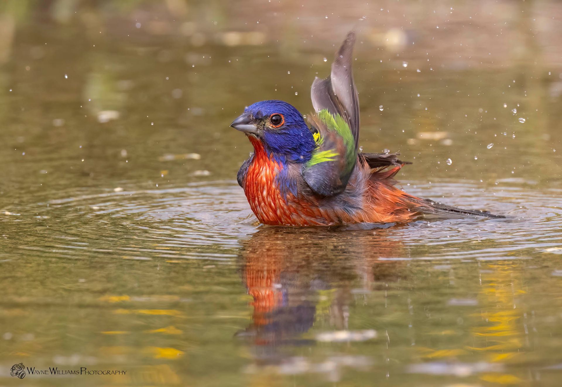A colorful bird is swimming in a pond.
