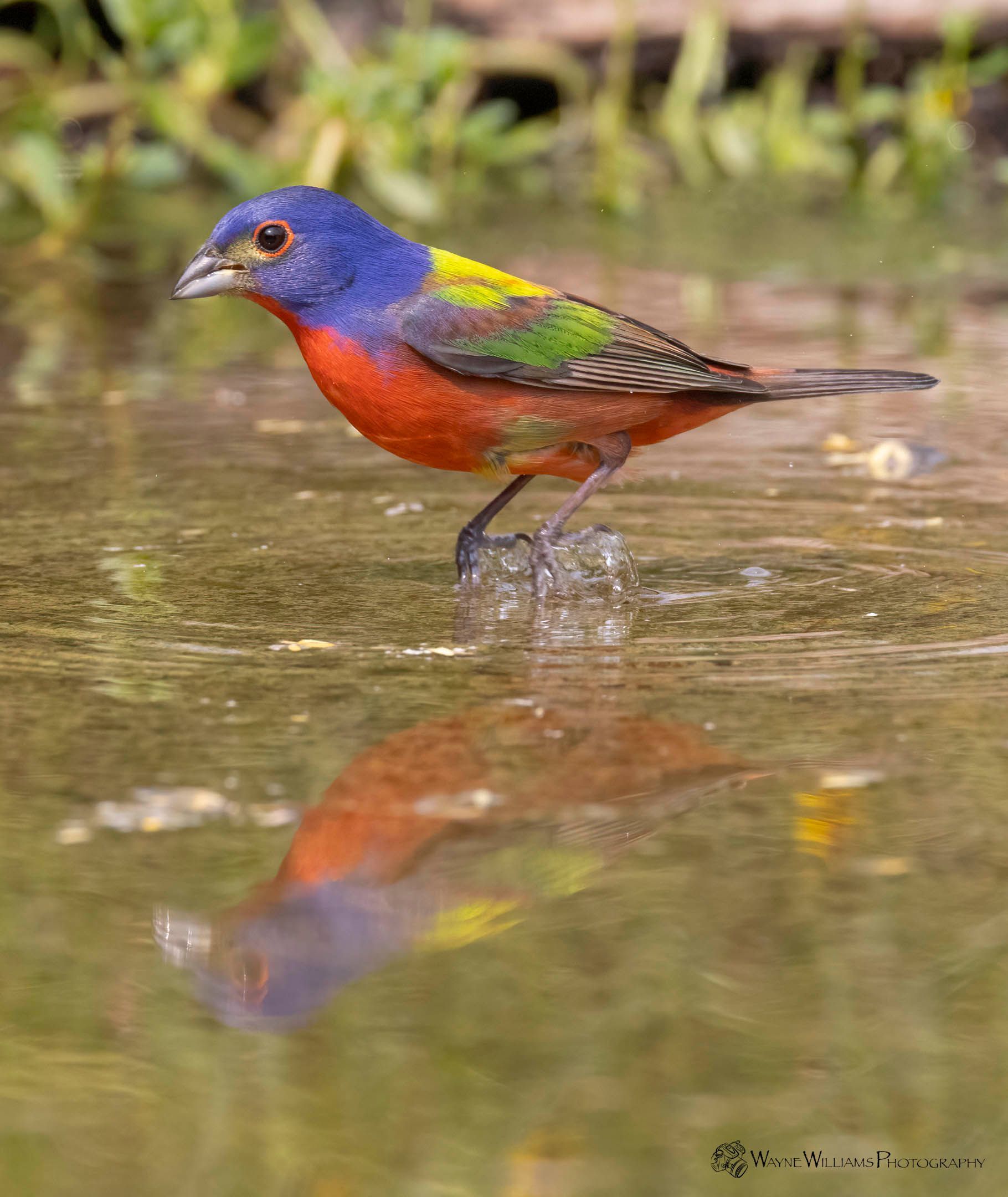 A colorful bird is standing in the water.