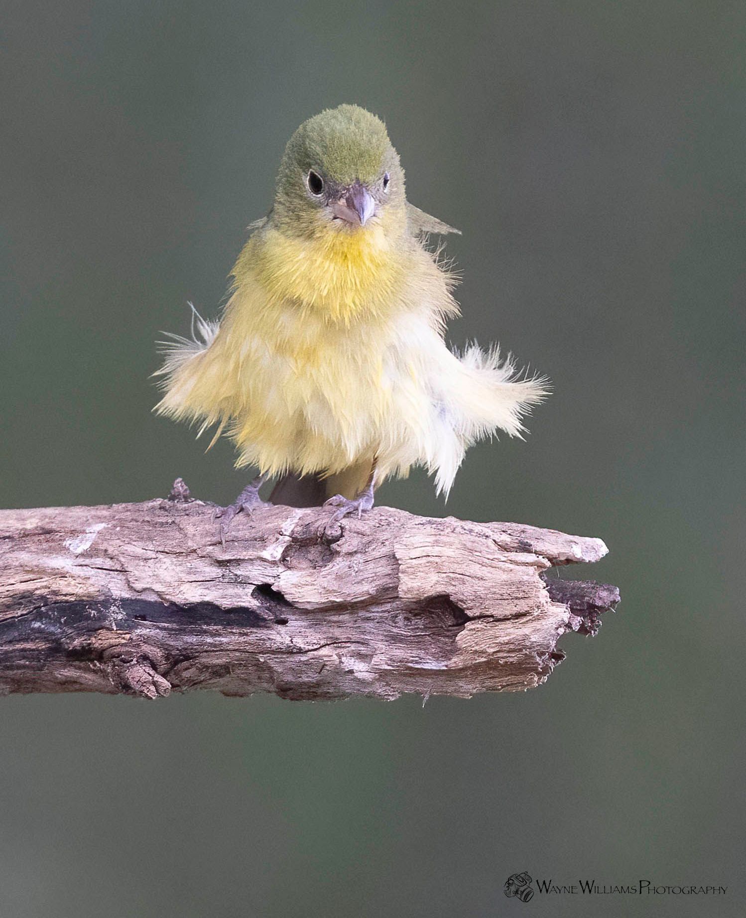 A small yellow bird is perched on a tree branch.
