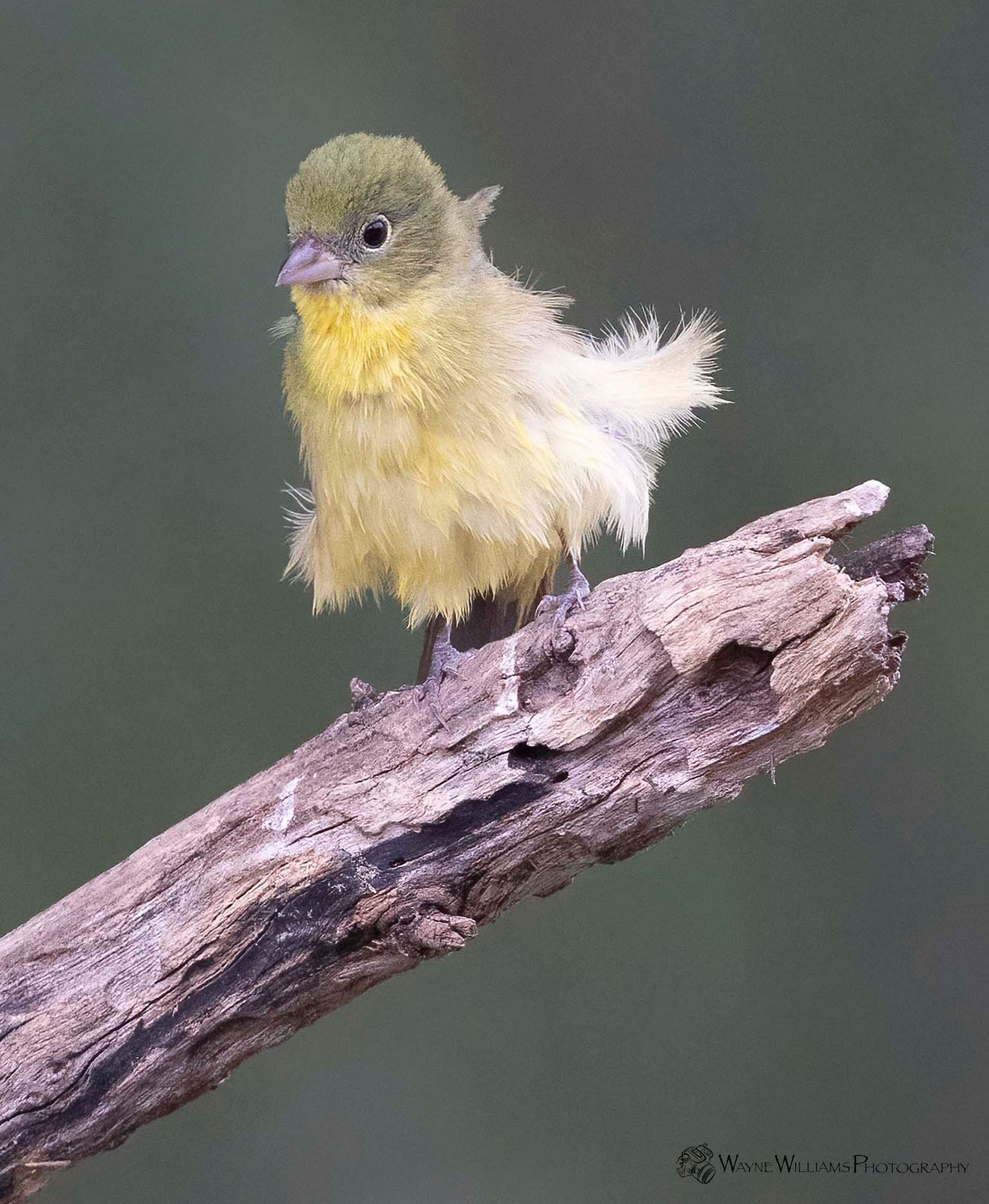 A small yellow bird is perched on a tree branch.