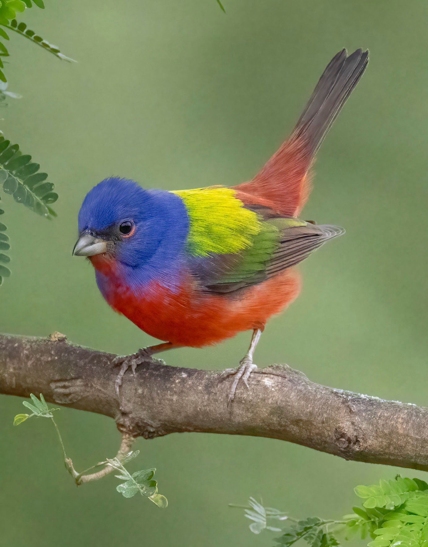 A colorful bird perched on a tree branch.