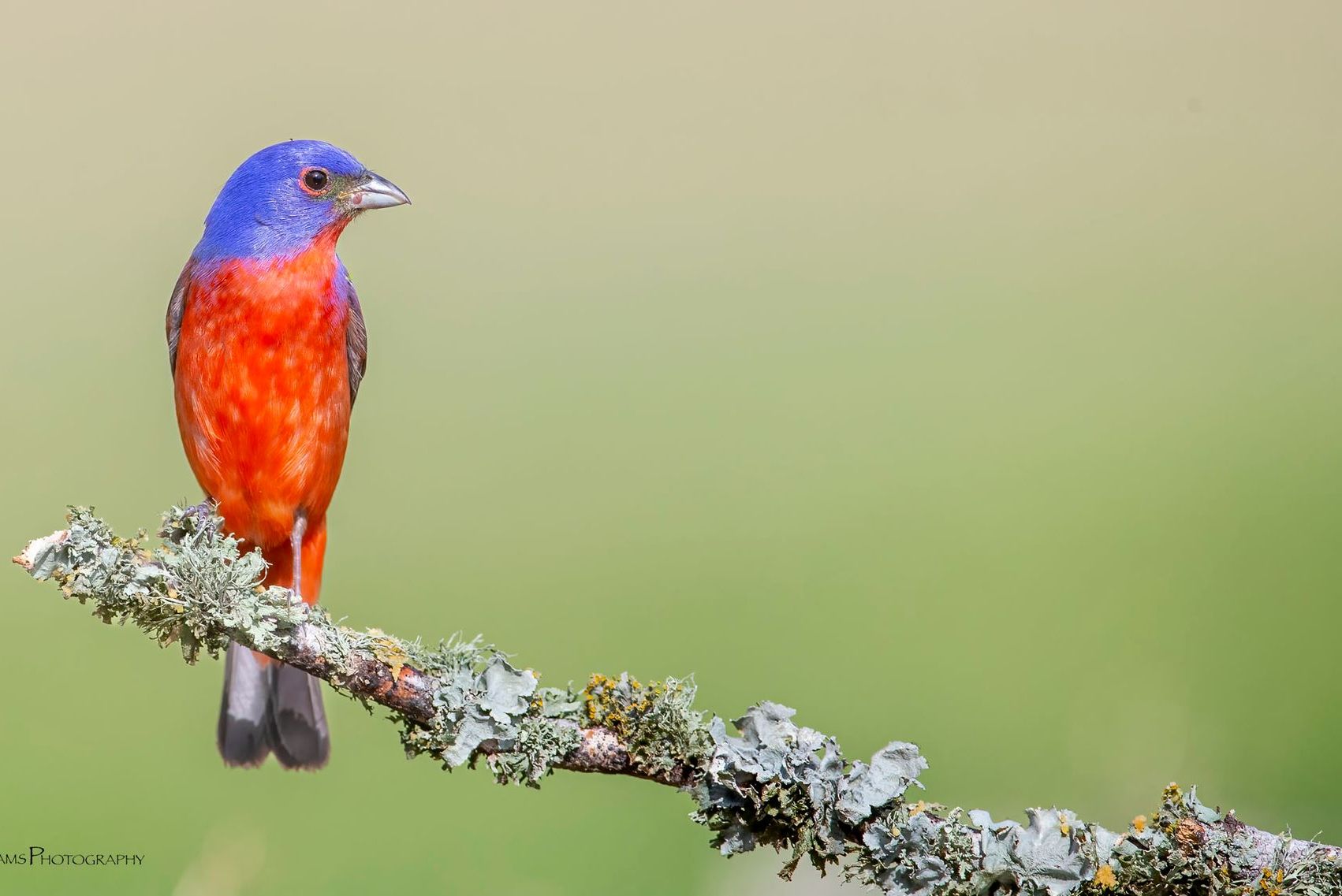 A red and blue bird perched on a branch.