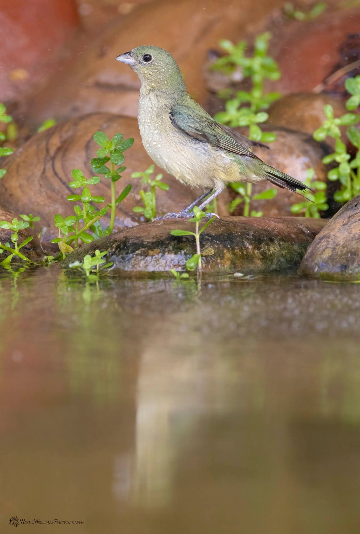 A small bird is standing on a rock near a body of water.