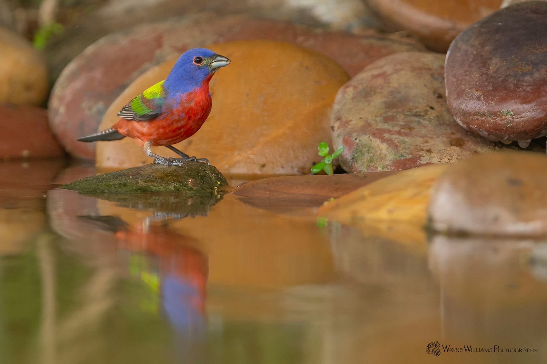A colorful bird is perched on a rock in the water.