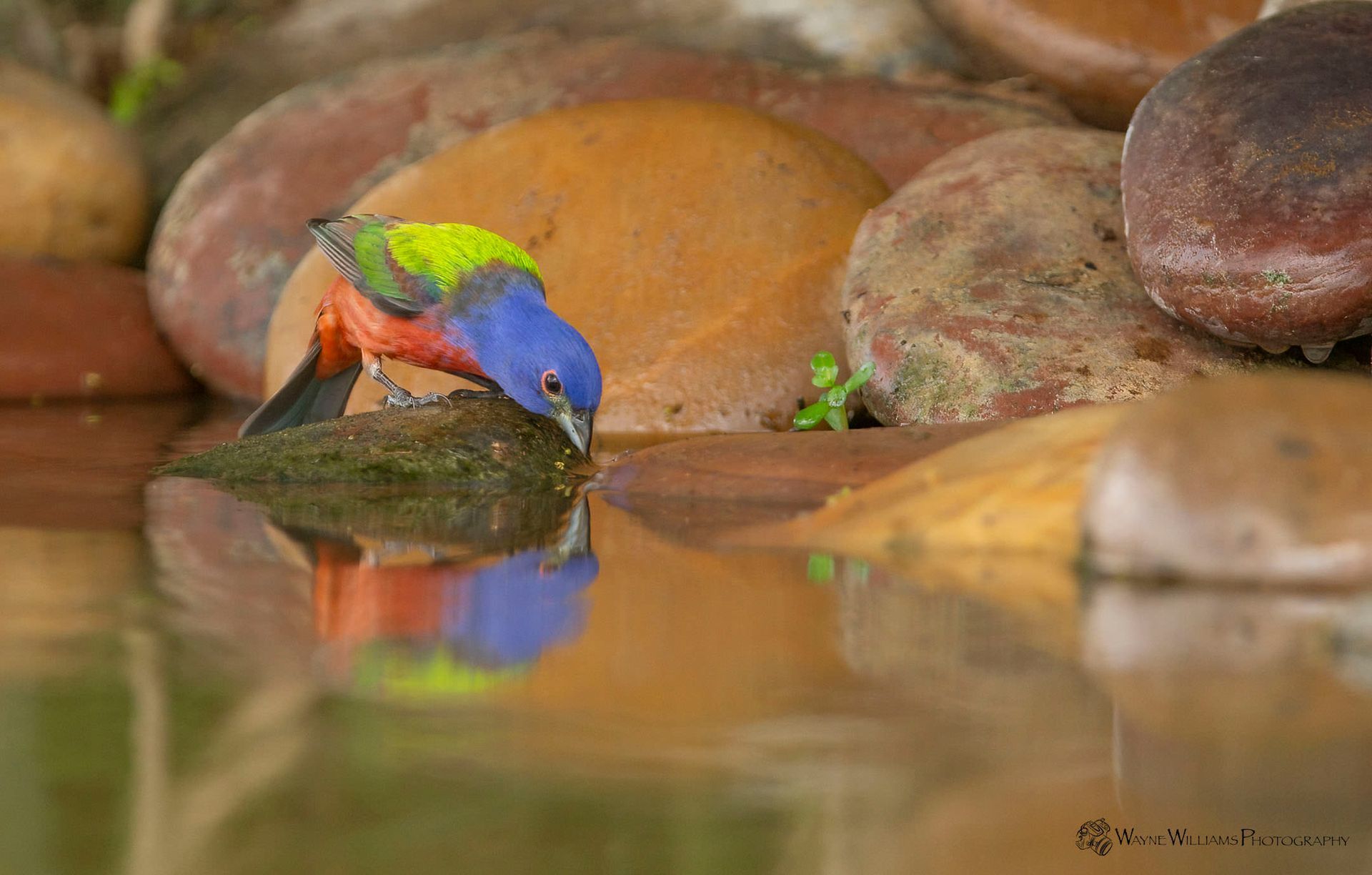 A colorful bird is drinking water from a pond surrounded by rocks.