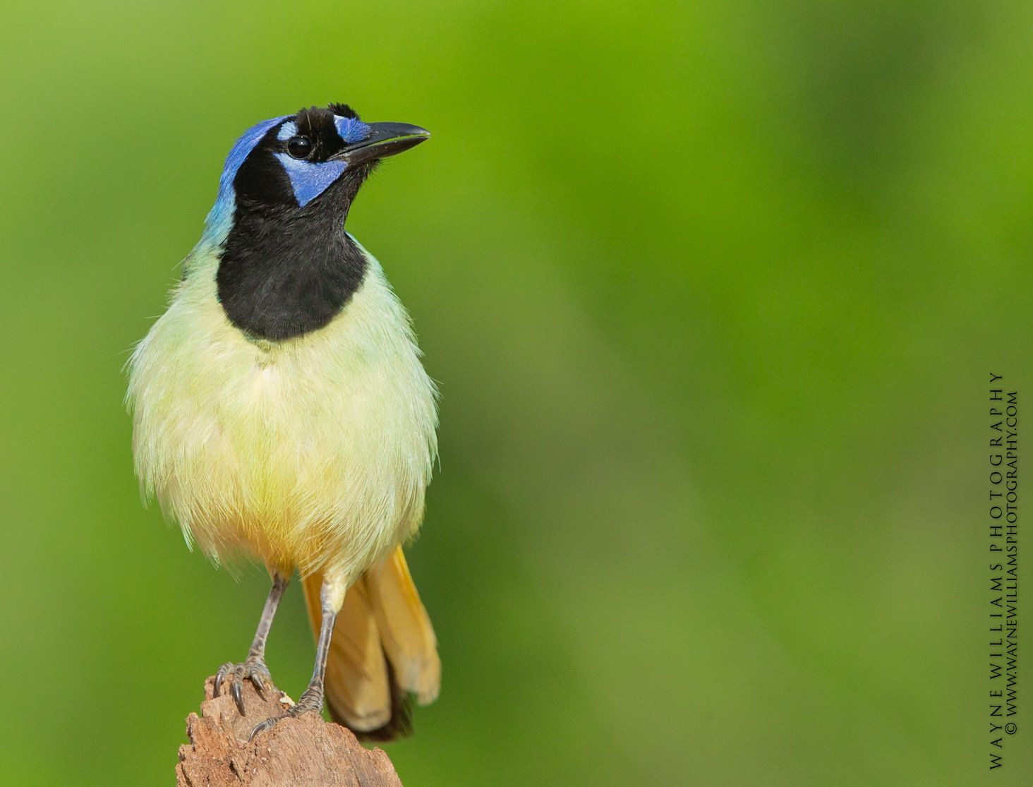 A bird with a blue head is perched on a branch.