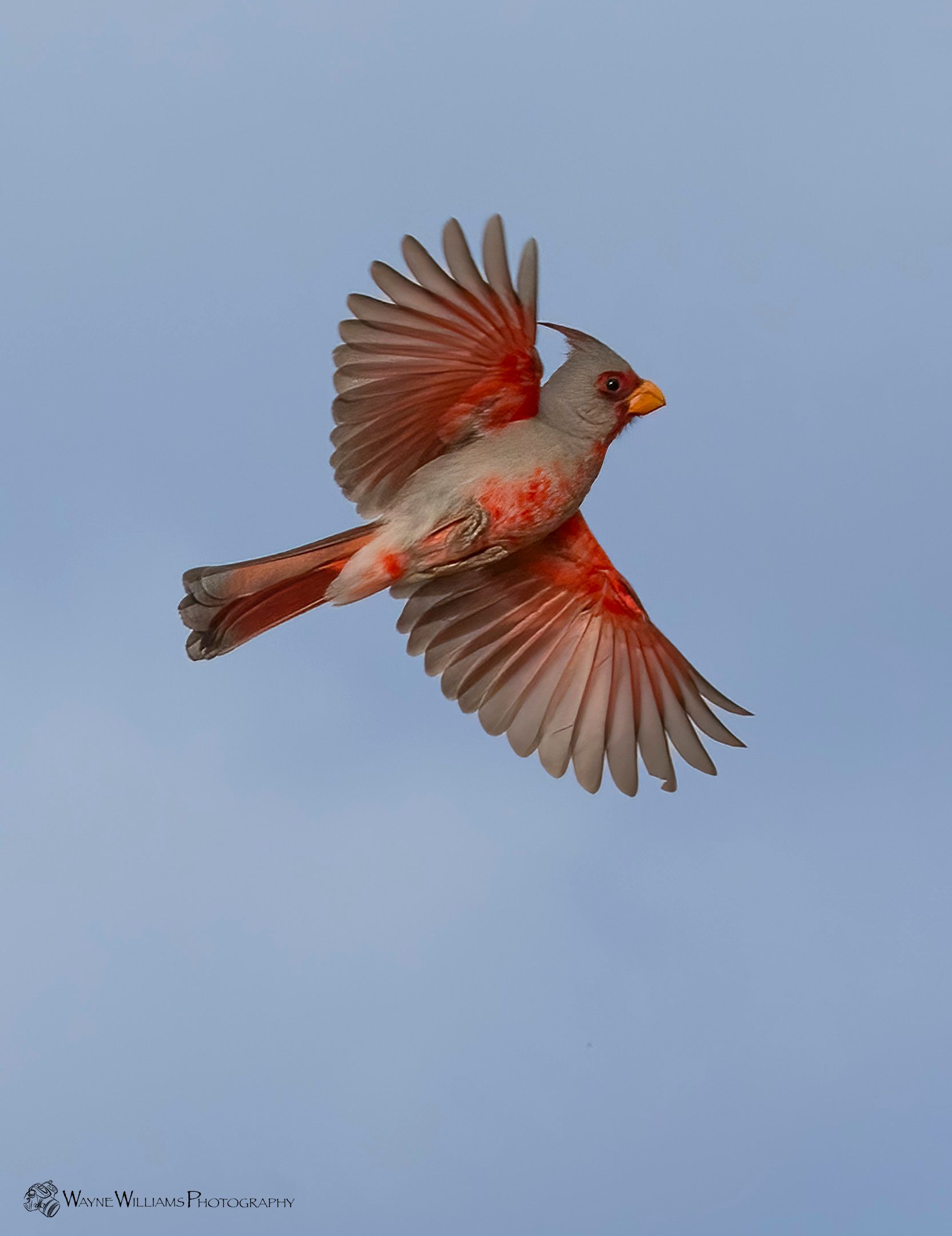 A bird with red feathers is flying in the sky