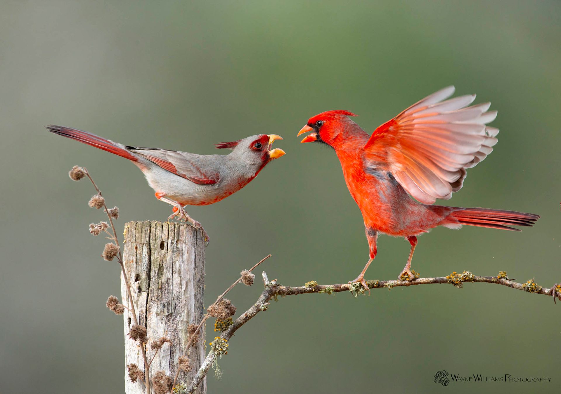 Two birds are sitting on a branch and one is screaming at the other.