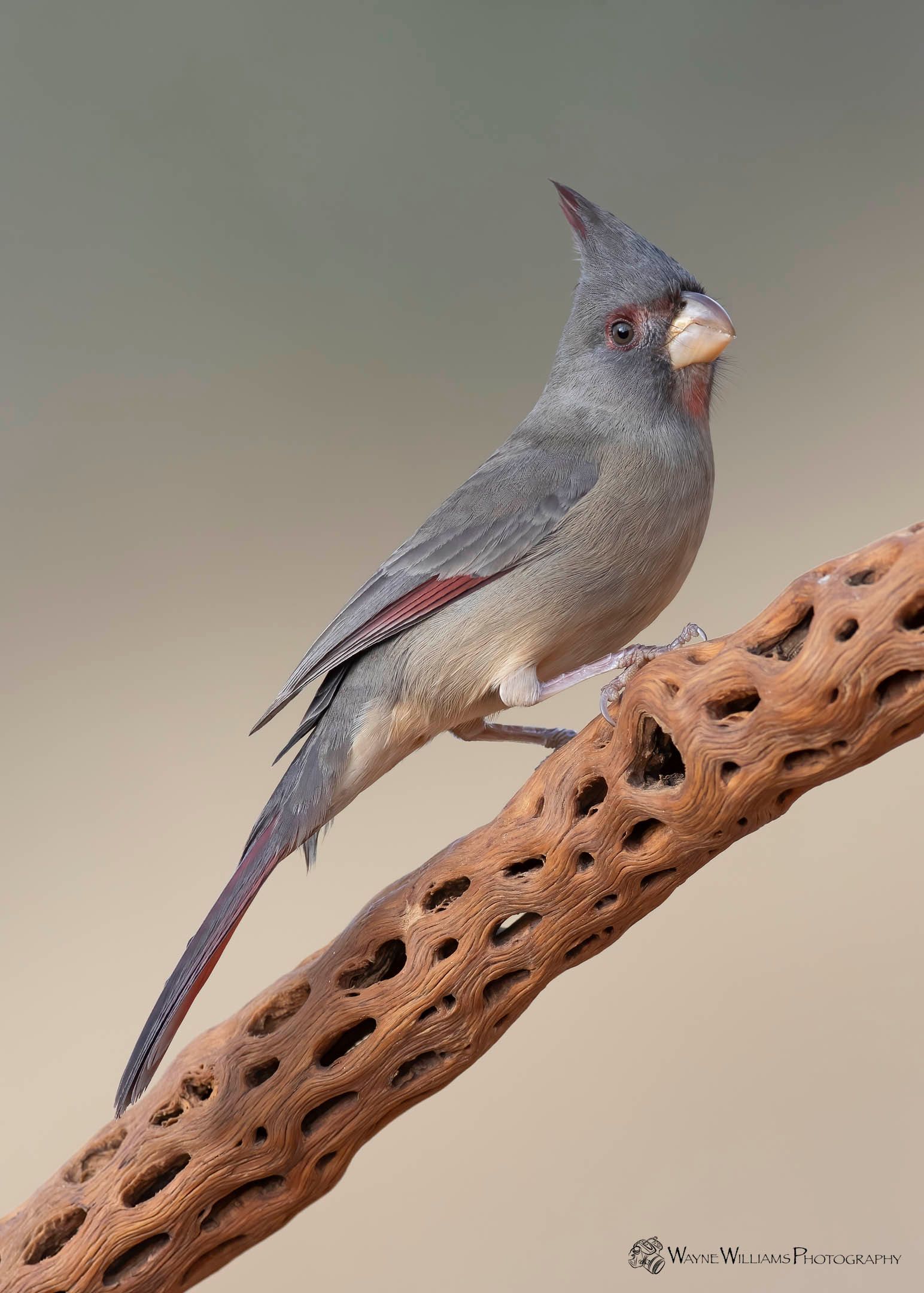 A small bird perched on a branch with a nut in its beak.