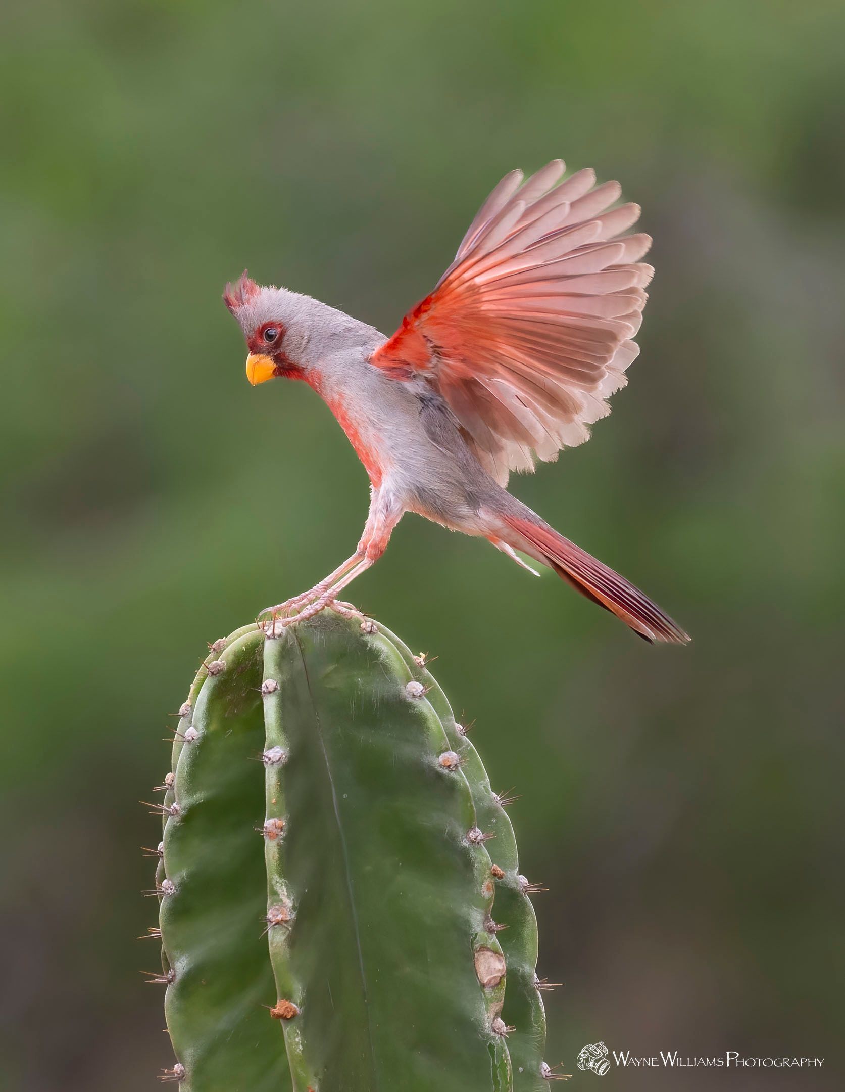 A bird is perched on top of a cactus with its wings outstretched