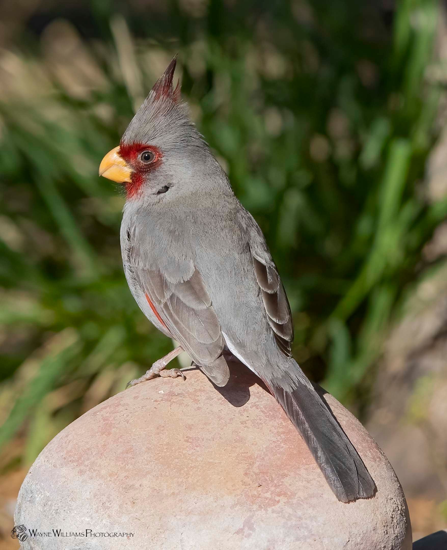 A small gray bird is perched on top of a rock.