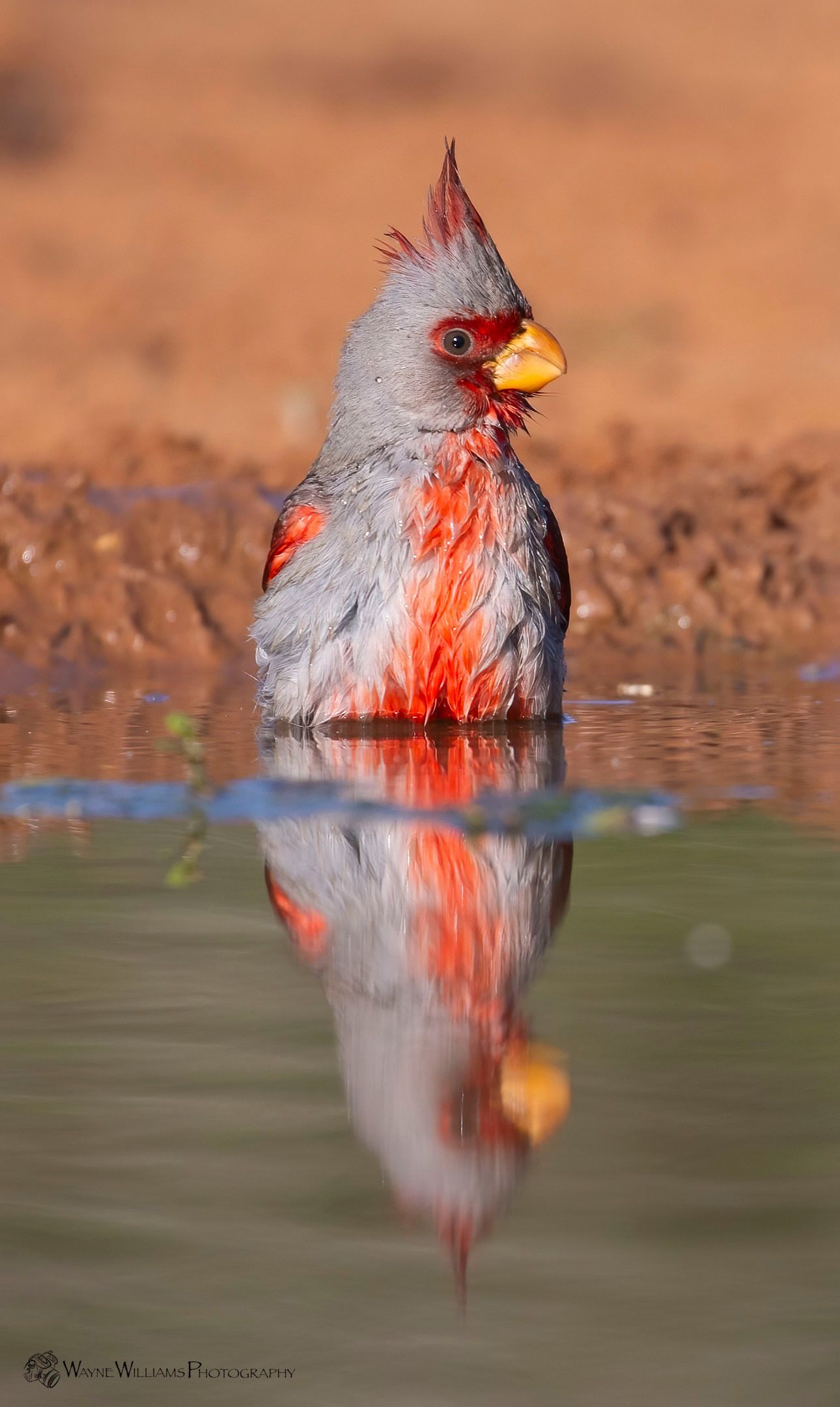 A red and gray bird is standing in the water and looking at its reflection.