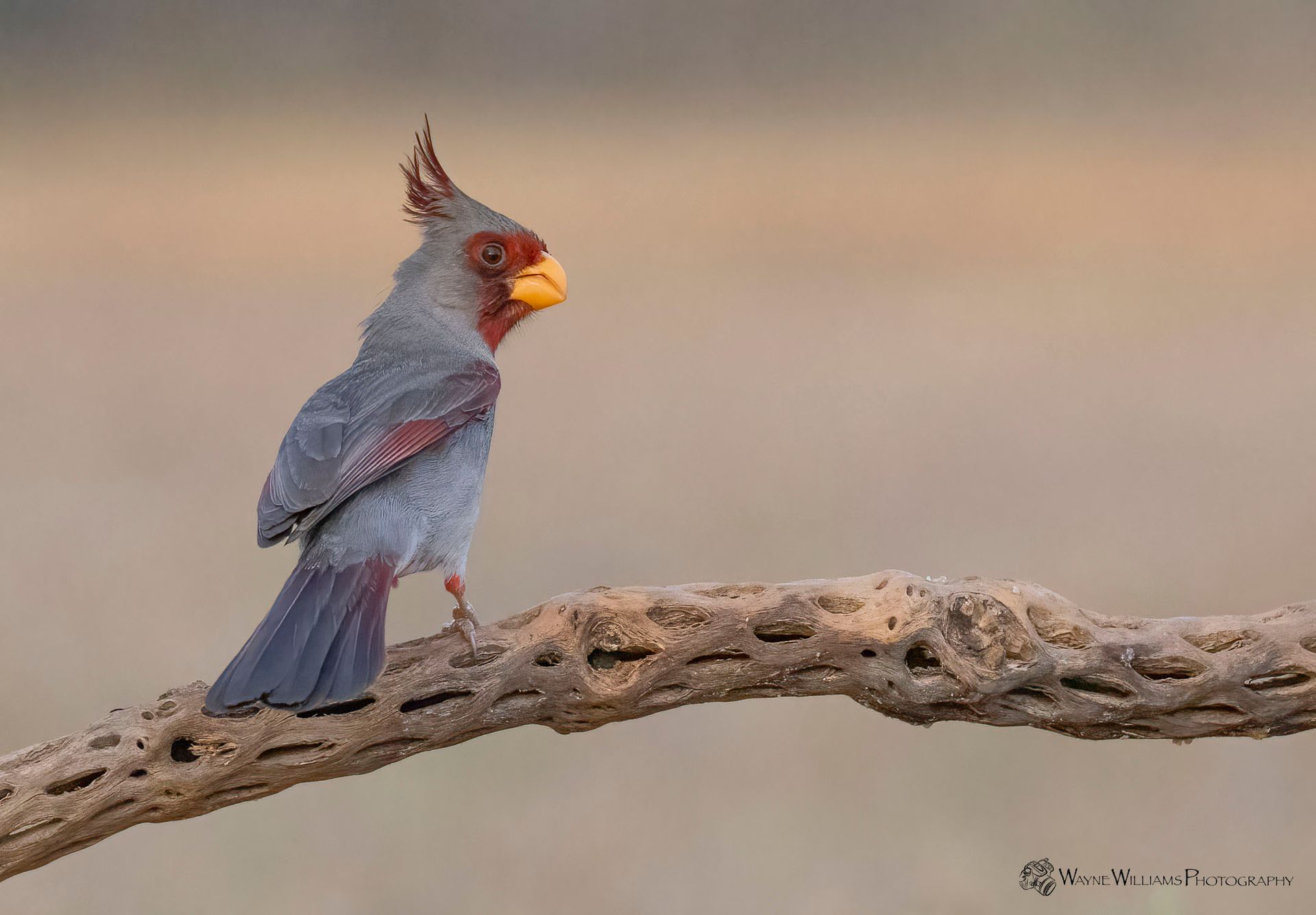 A small bird perched on a branch with a yellow beak.