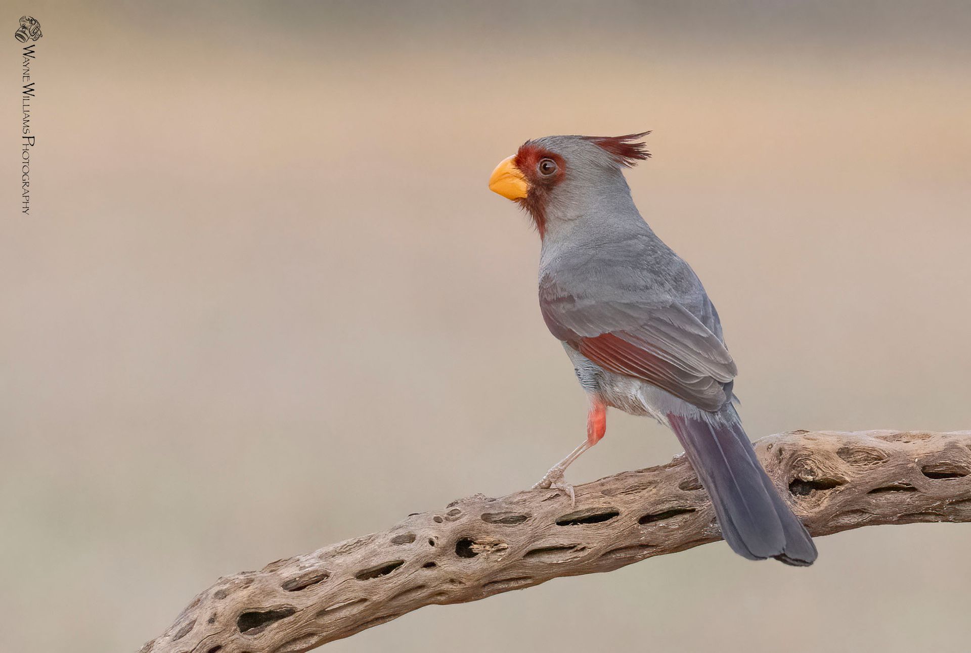 A small bird perched on a branch with a yellow beak.