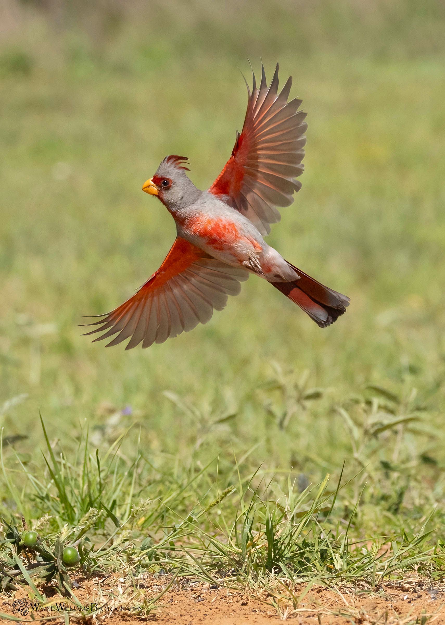 A red and gray bird is flying over a grassy field.