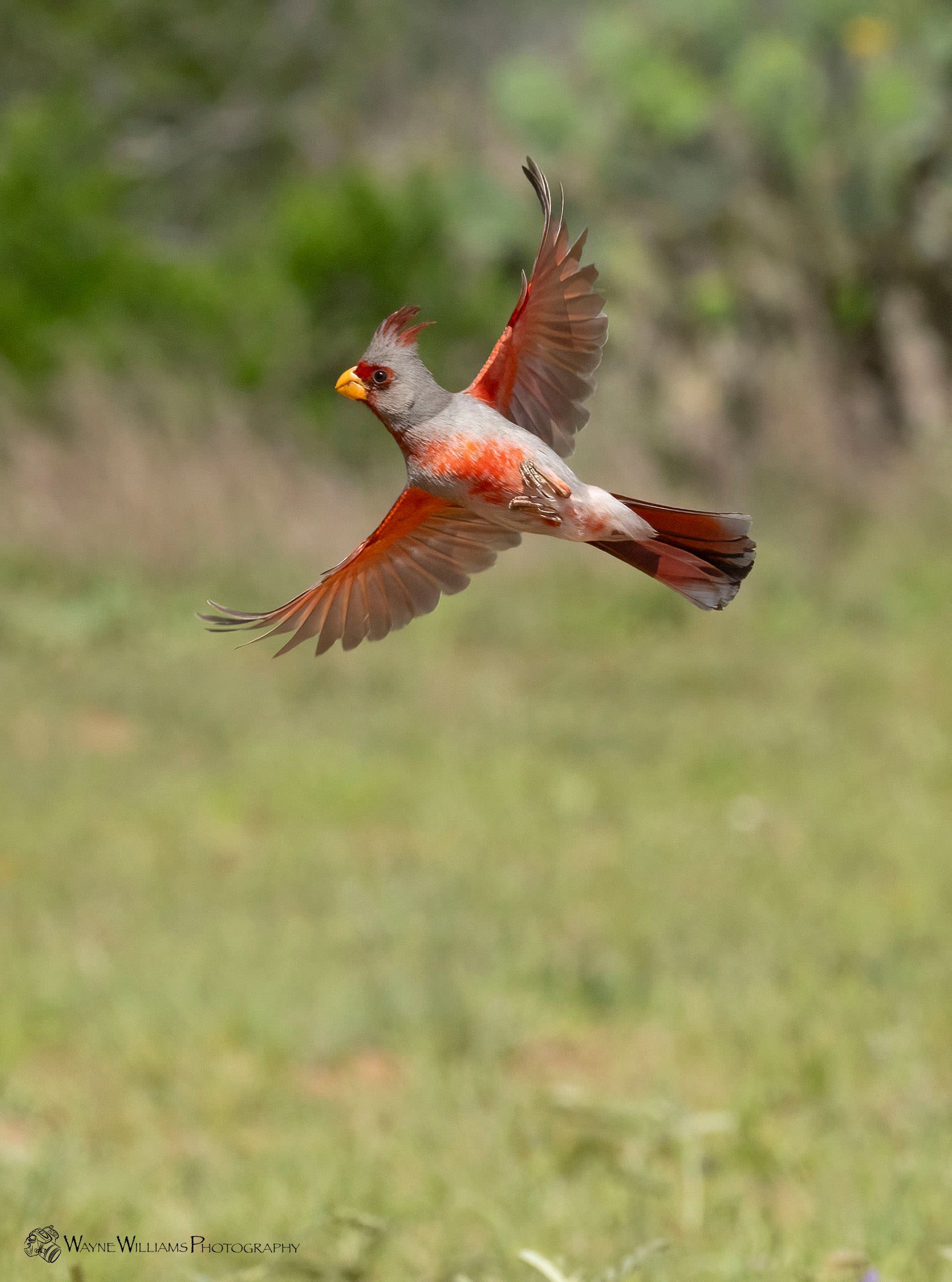 A bird is flying over a grassy field.