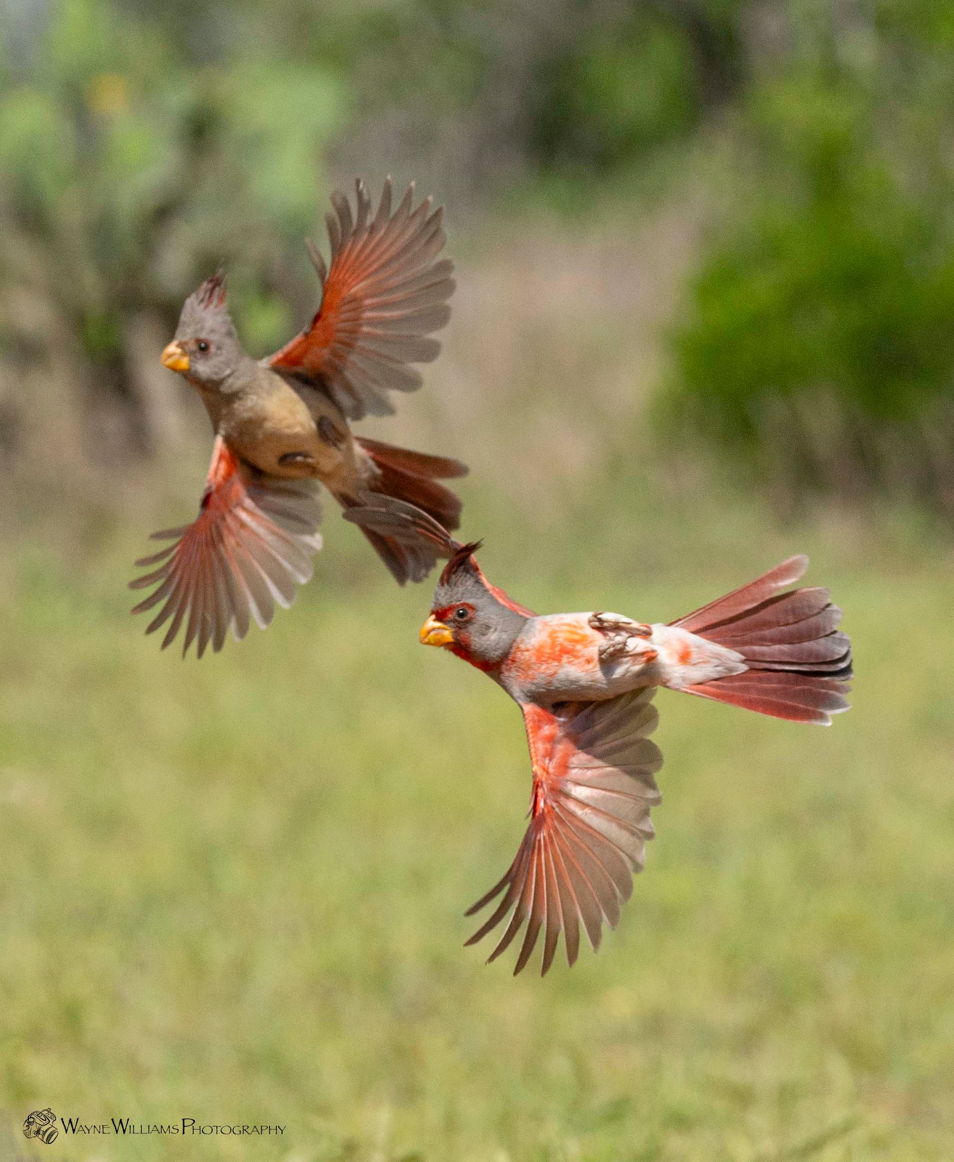 Two birds are flying in the air with their wings outstretched.