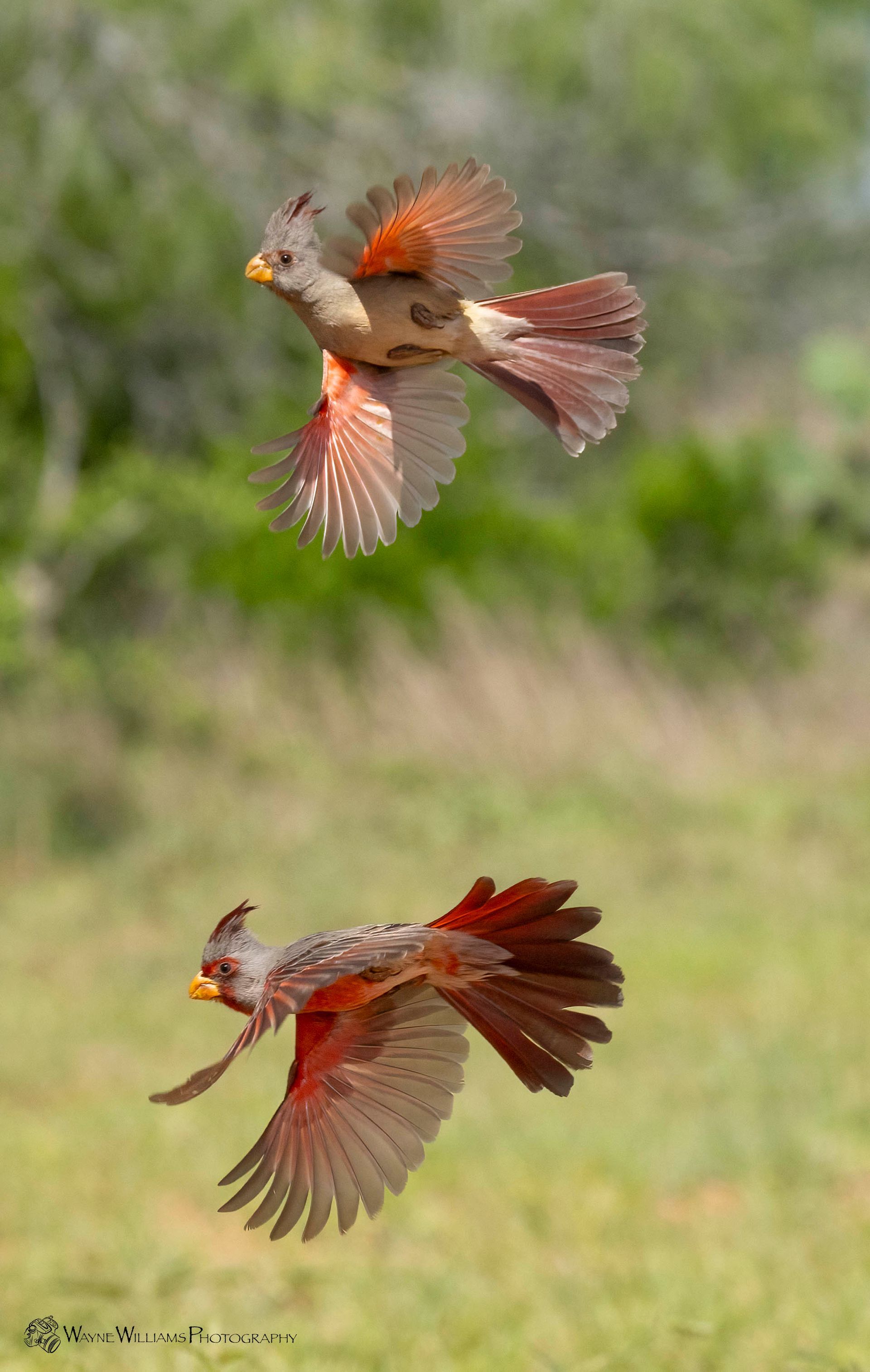 Two birds are flying in the air in a field.