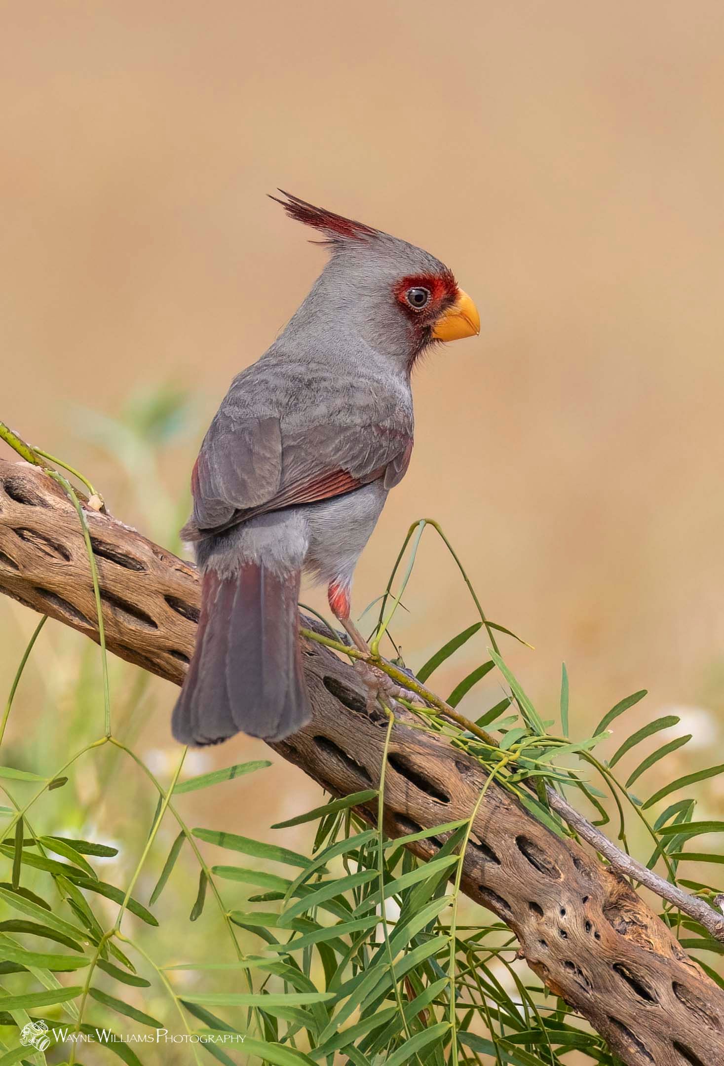 A small bird with a red beak is perched on a tree branch.