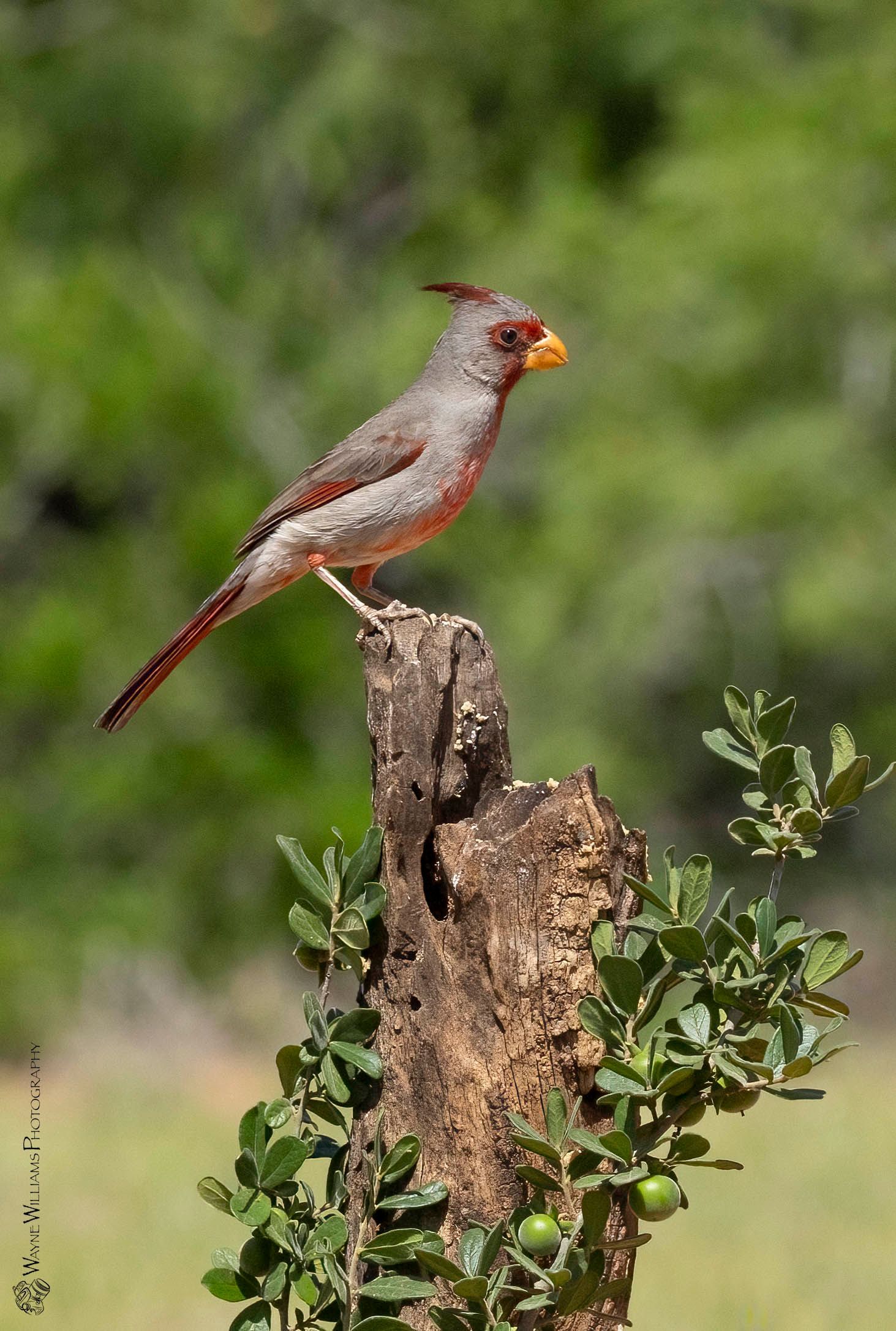 A small bird perched on top of a tree stump.
