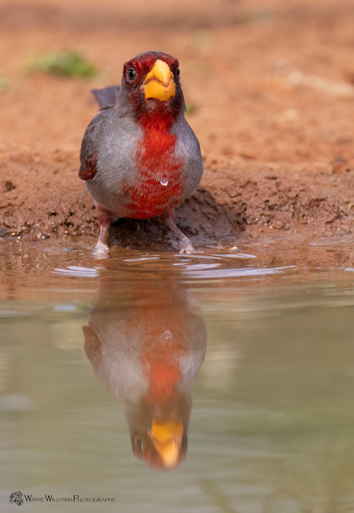 A bird is standing in the water and looking at its reflection.
