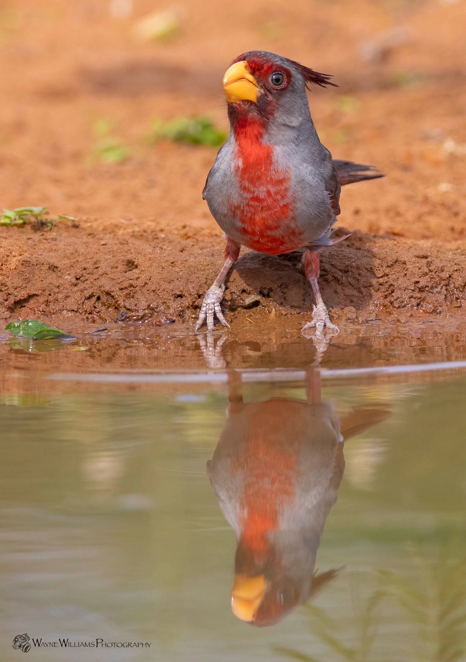 A bird with a yellow beak is standing next to a body of water.