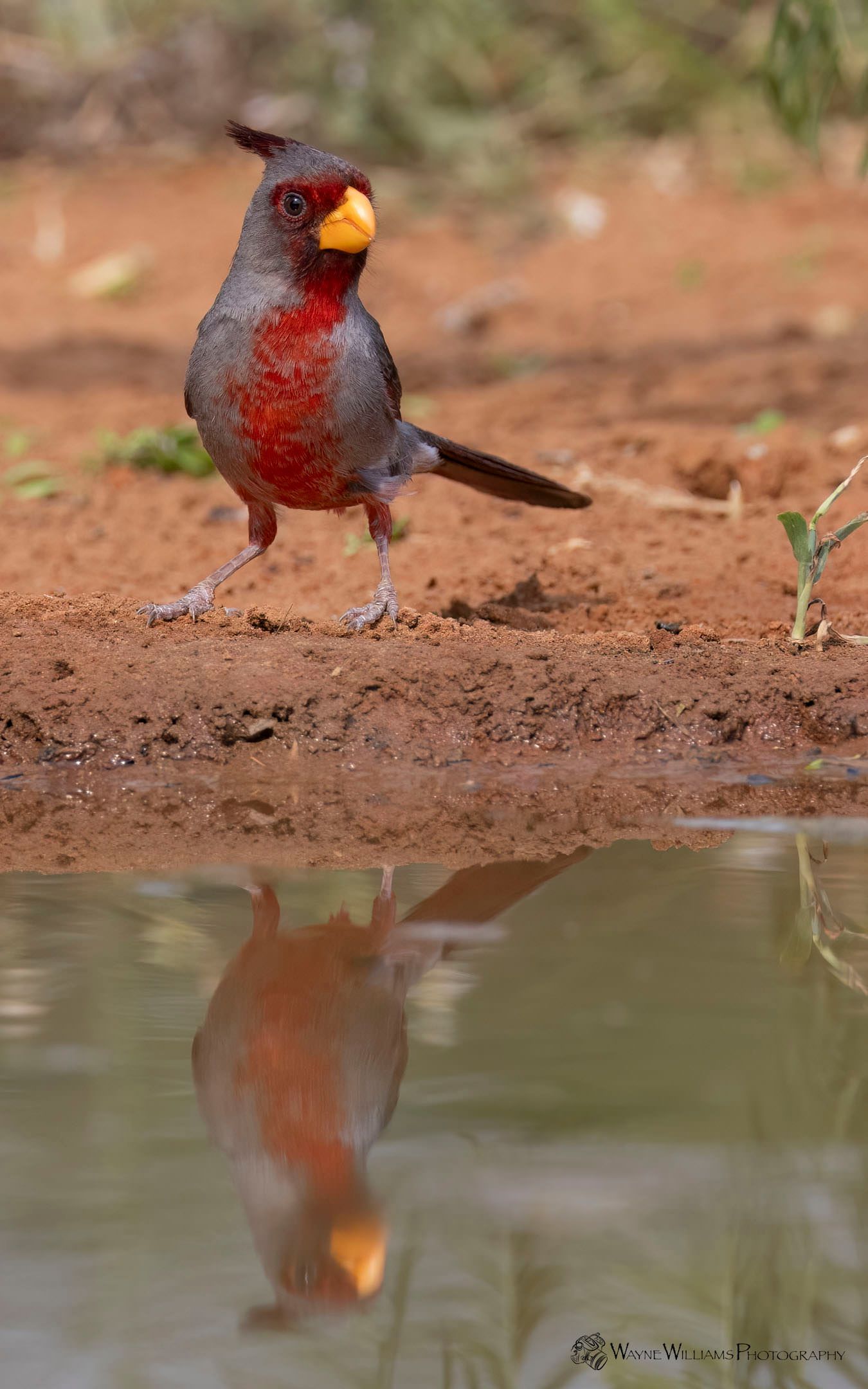 A bird is standing next to a body of water.