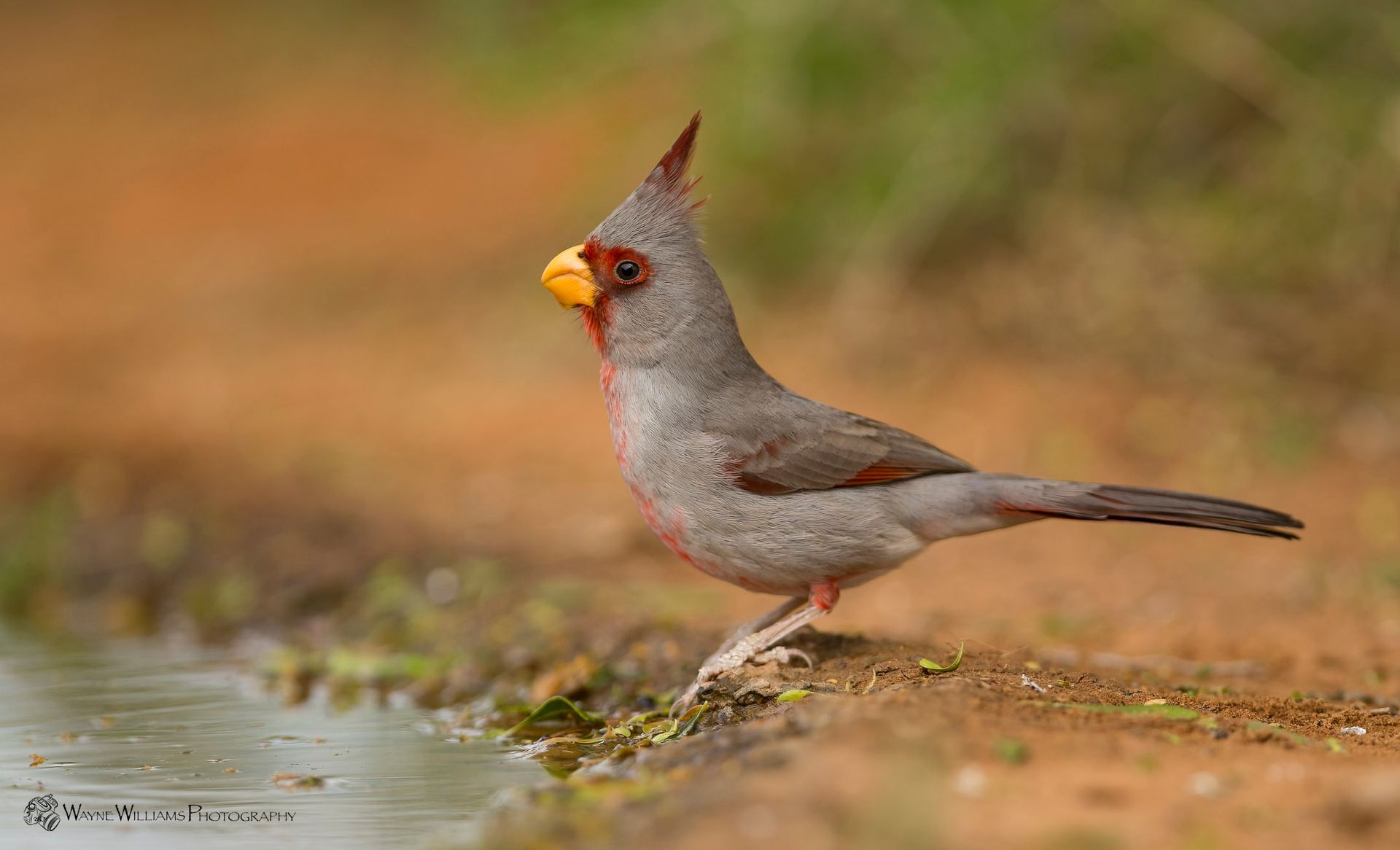 A small bird with a yellow beak is drinking water from a puddle.