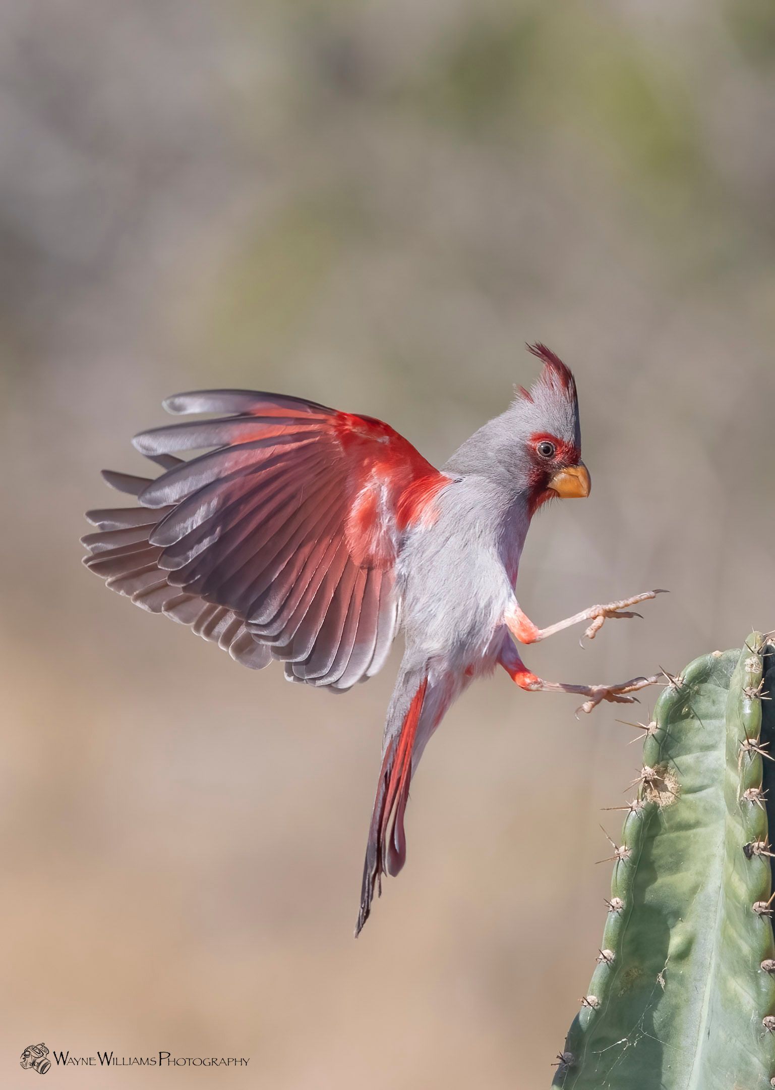 A bird is flying over a cactus with its wings spread.