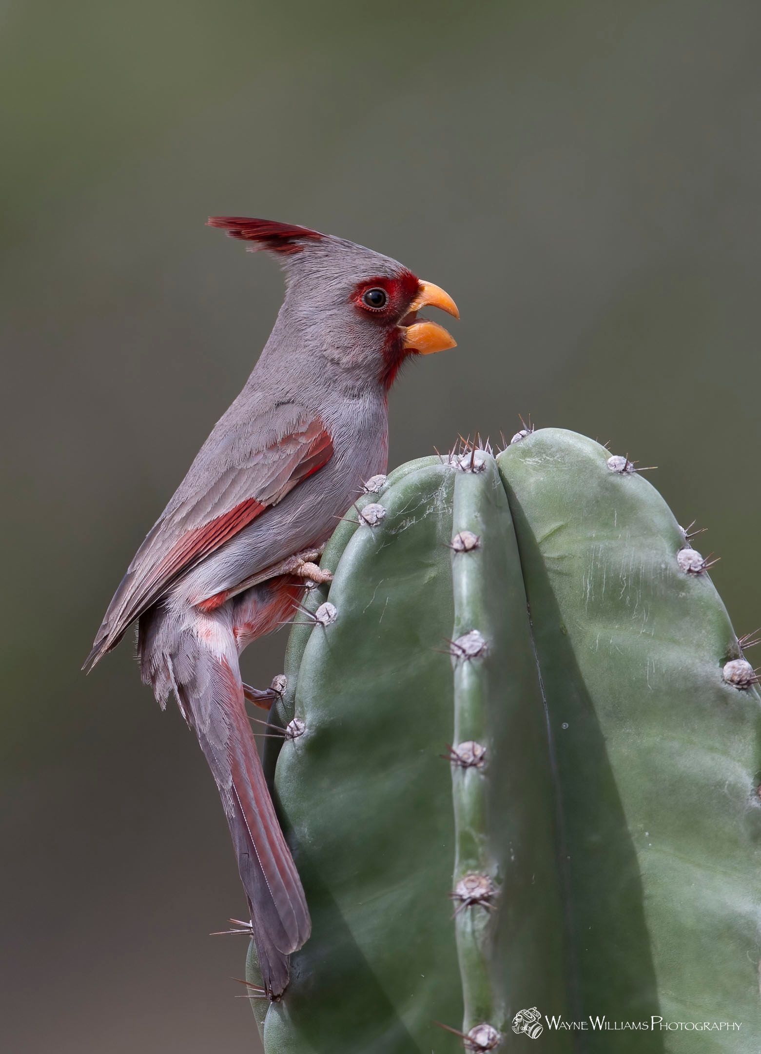 A small bird perched on top of a cactus.