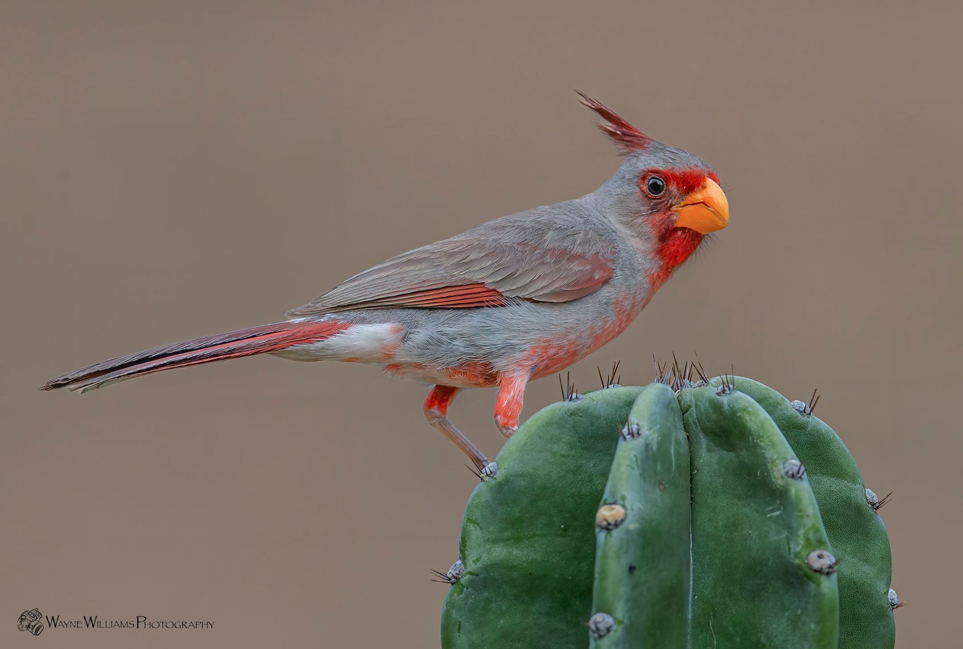 A bird is perched on top of a green cactus.