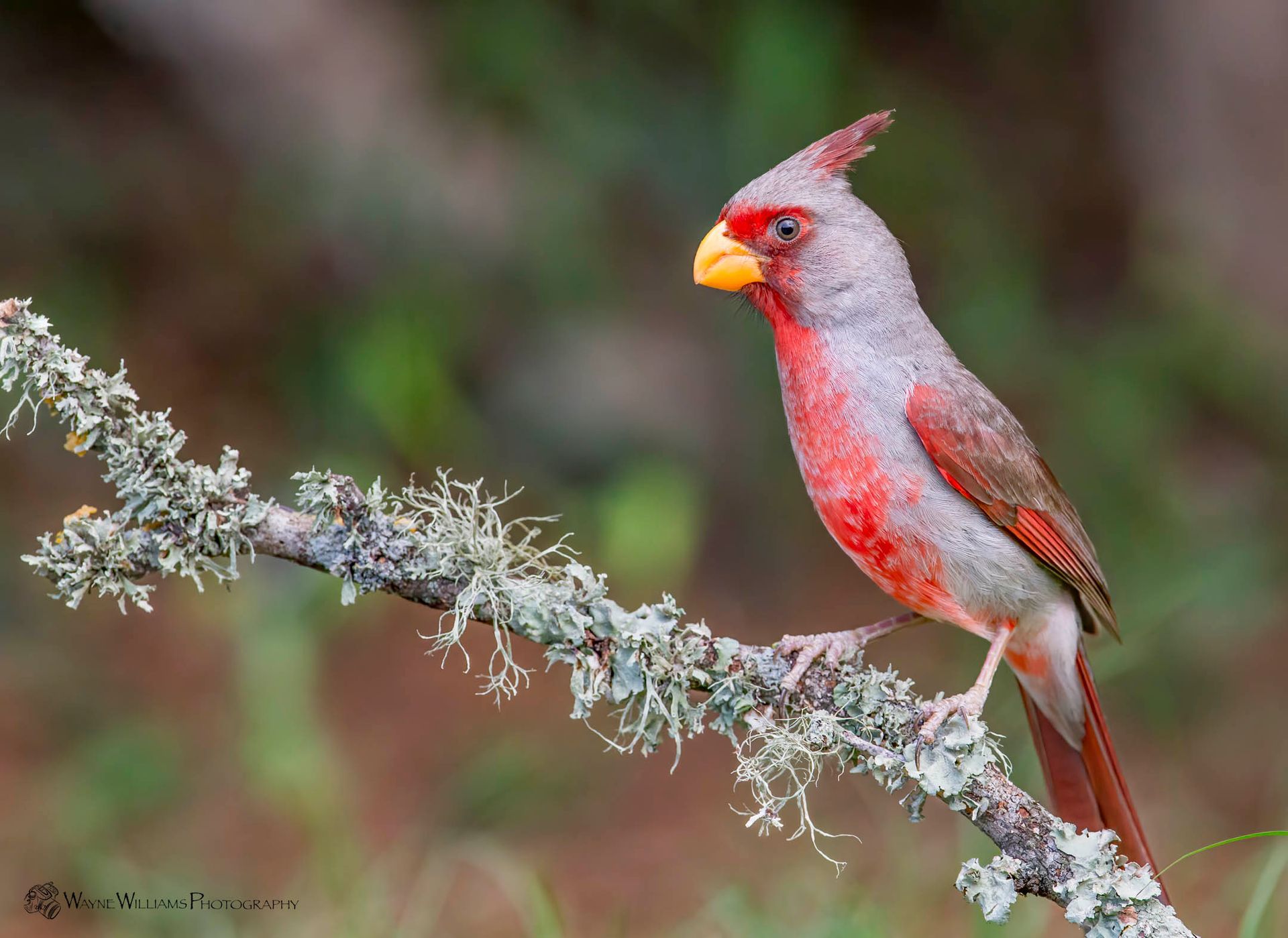 A red and gray bird perched on a branch.
