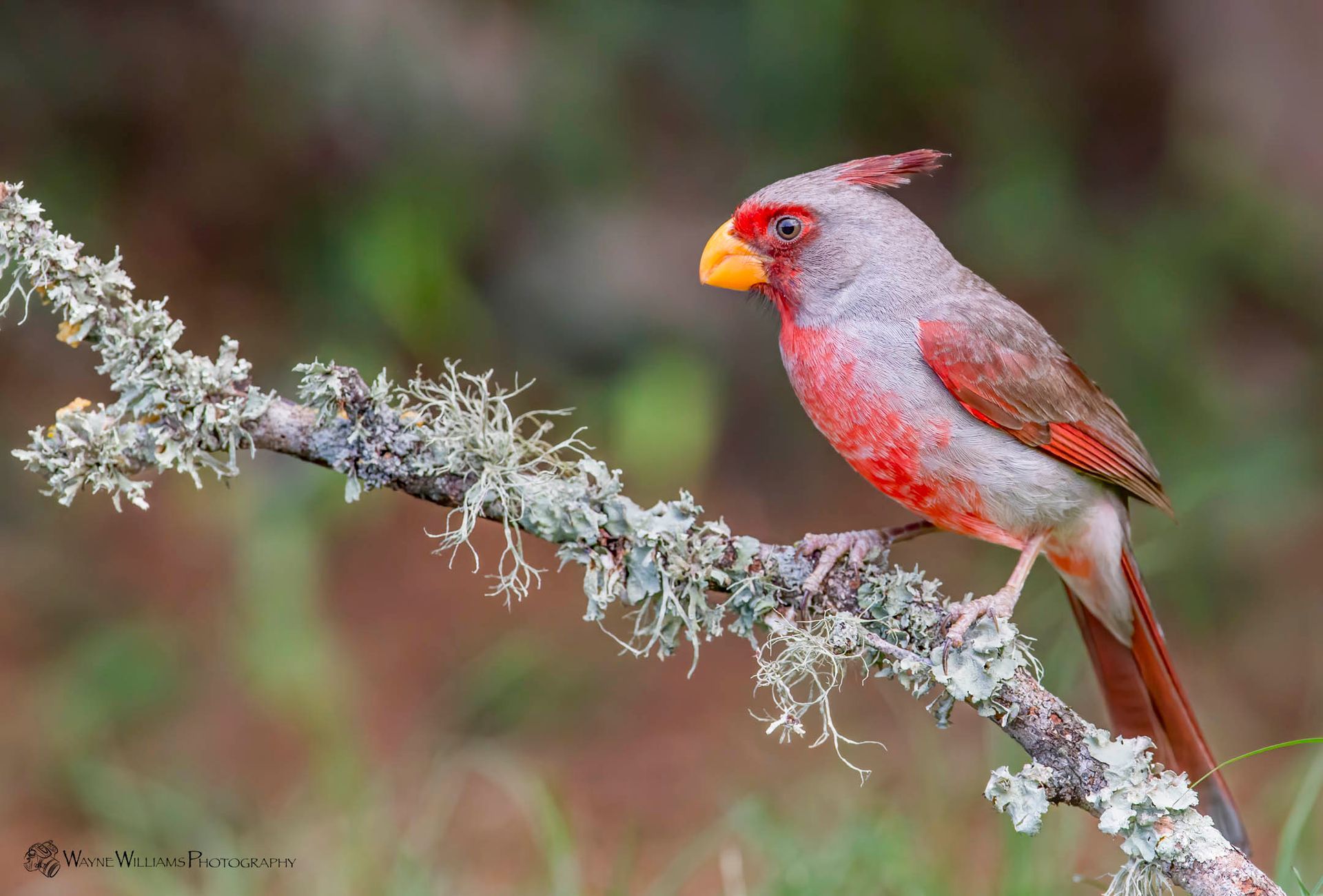 A small bird perched on a branch with lichen.