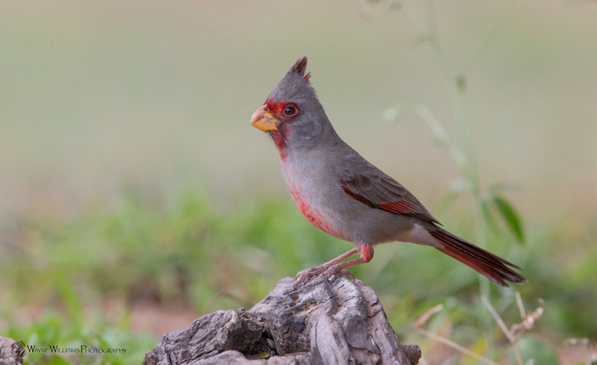 A small bird perched on top of a rock.