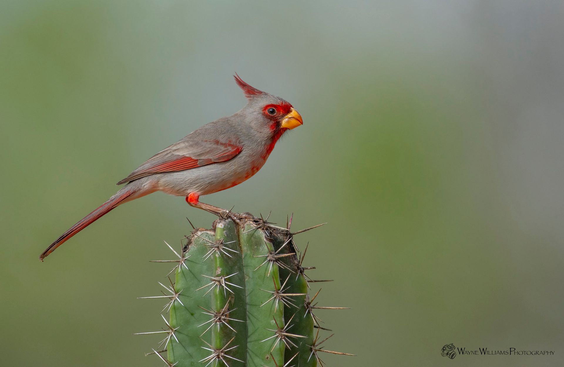 A bird is perched on top of a cactus.