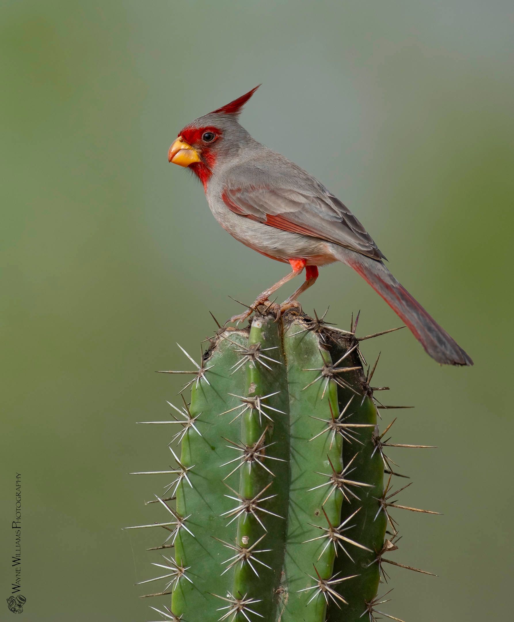 A bird perched on top of a green cactus
